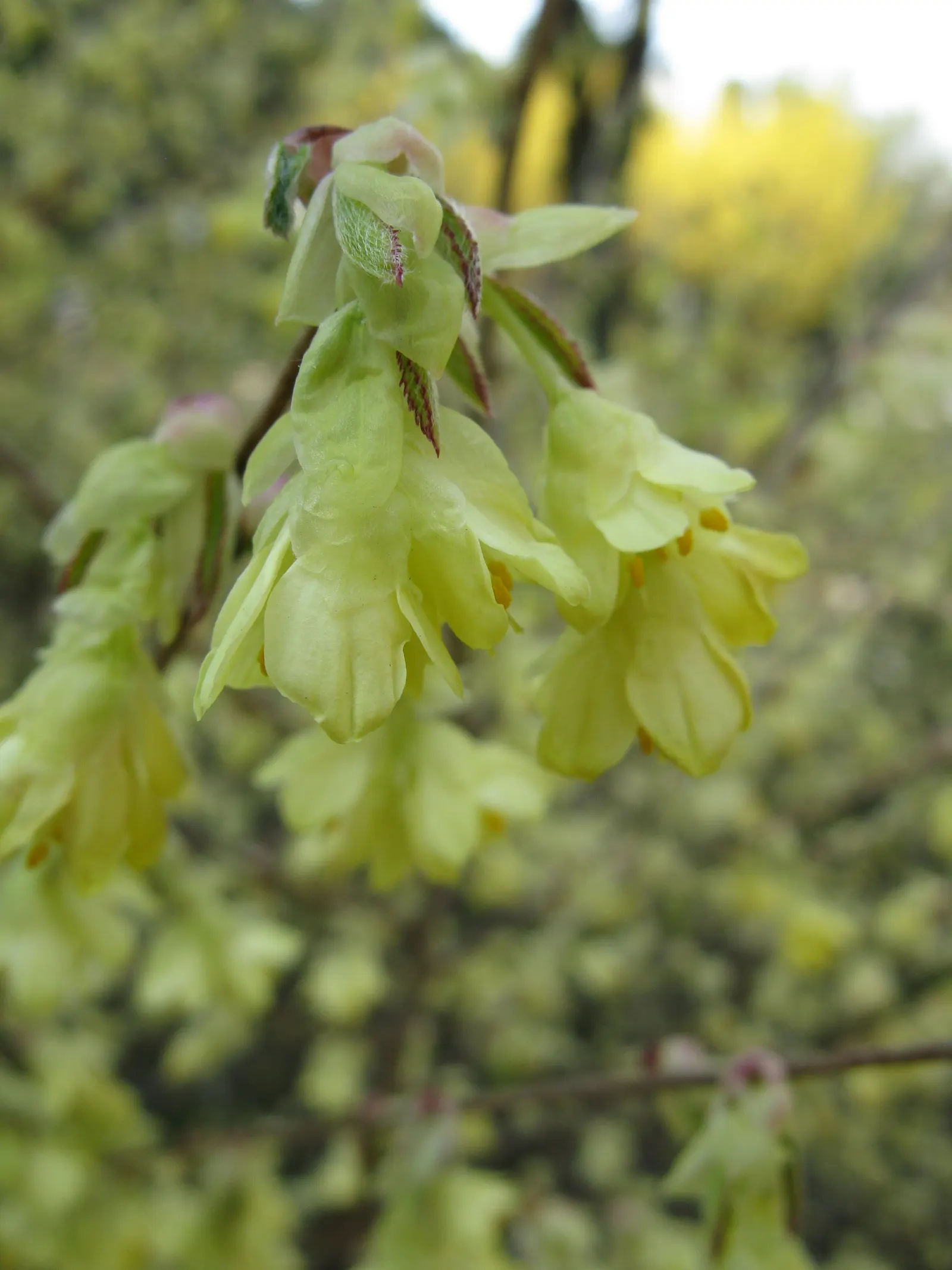 Buttercup Winterhazel (Corylopsis Pauciflora) — It grows to 4-5 ft tall and 6-7 ft wide, flourishing in part shade