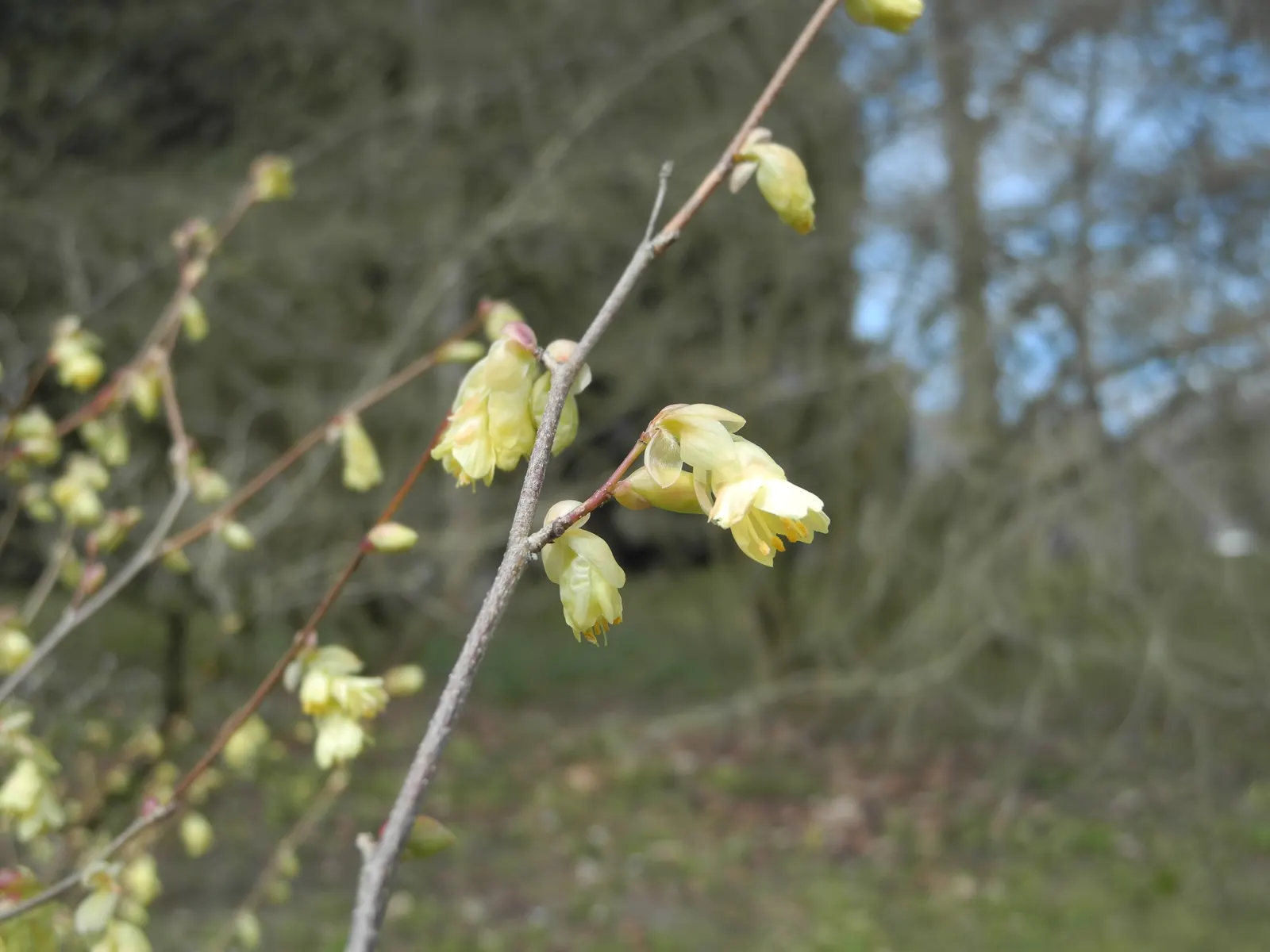 Buttercup Winterhazel (Corylopsis Pauciflora) — These blossoms are arranged in racemes
