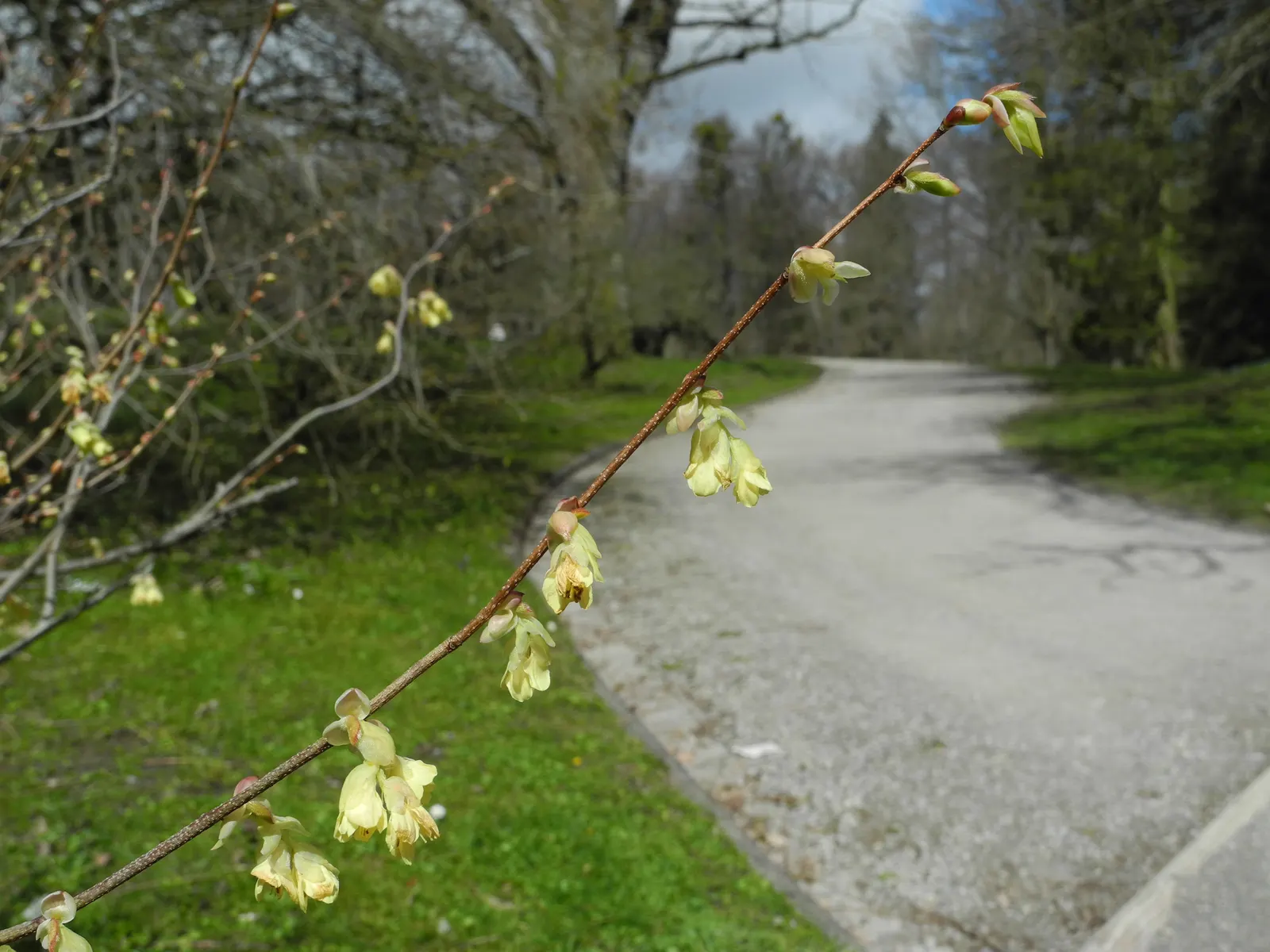 Buttercup Winterhazel (Corylopsis Pauciflora) — which typically grow to about 2 inches in length