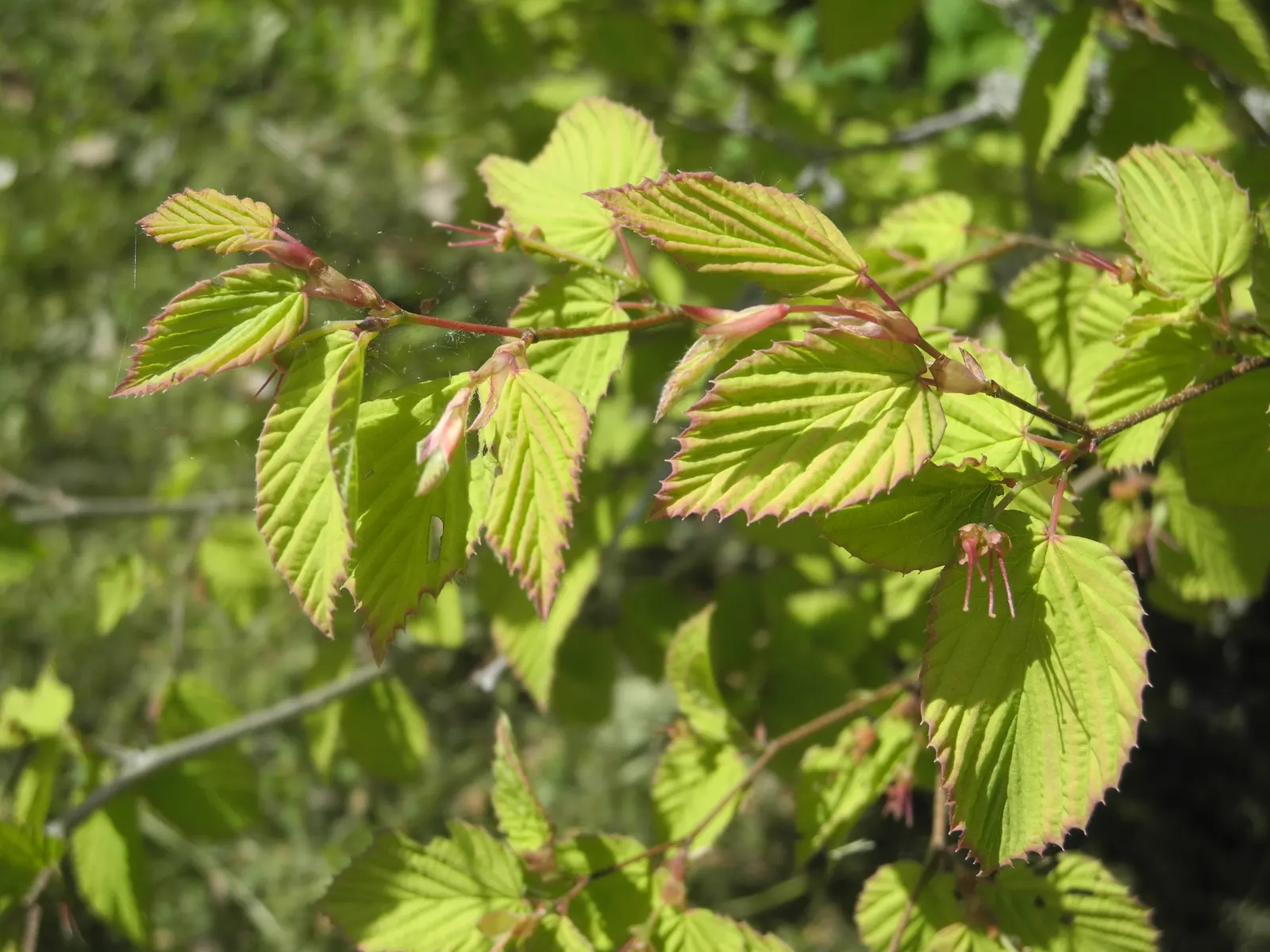 Buttercup Winterhazel (Corylopsis Pauciflora) — the garden is awakened as Corylopsis pauciflora becomes adorned with pendulous