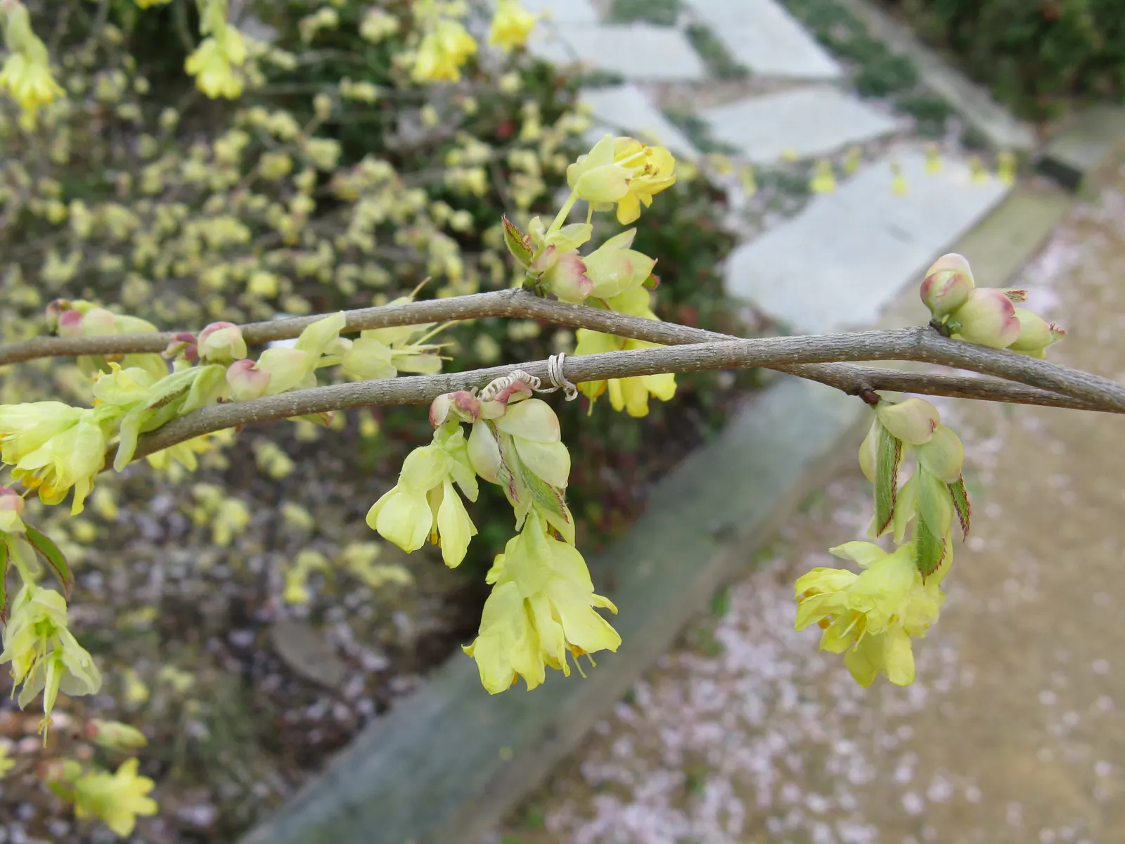 Buttercup Winterhazel (Corylopsis Pauciflora) — it modestly reaches heights of 4 to 6 feet with a comparable spread