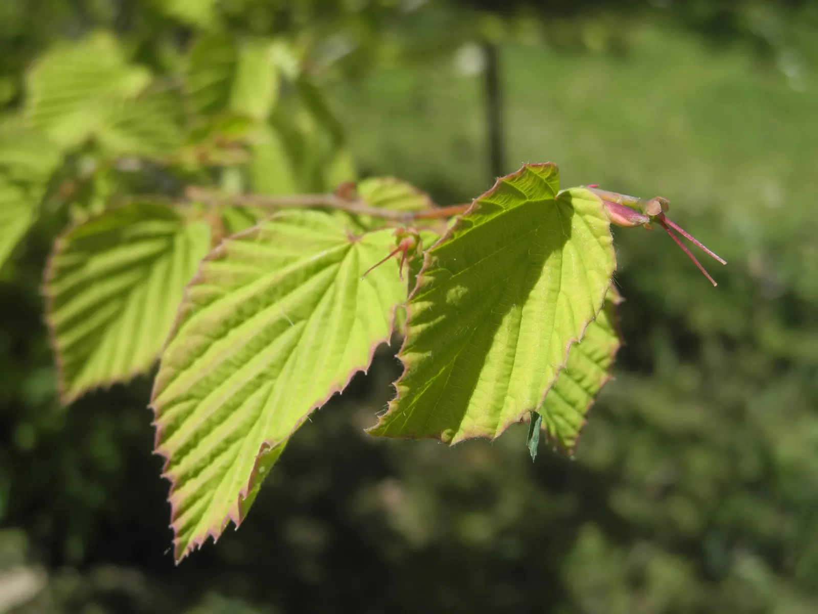 Buttercup Winterhazel (Corylopsis Pauciflora) — Ideal for woodland gardens