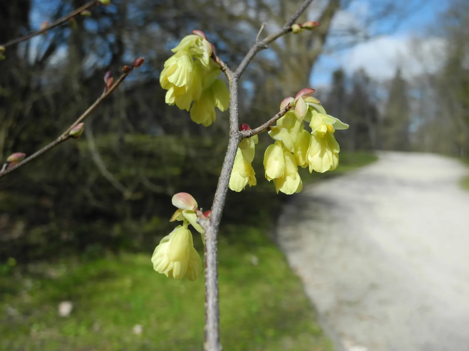 Buttercup Winterhazel (Corylopsis Pauciflora) — eloquently complementing the emerging pale green foliage