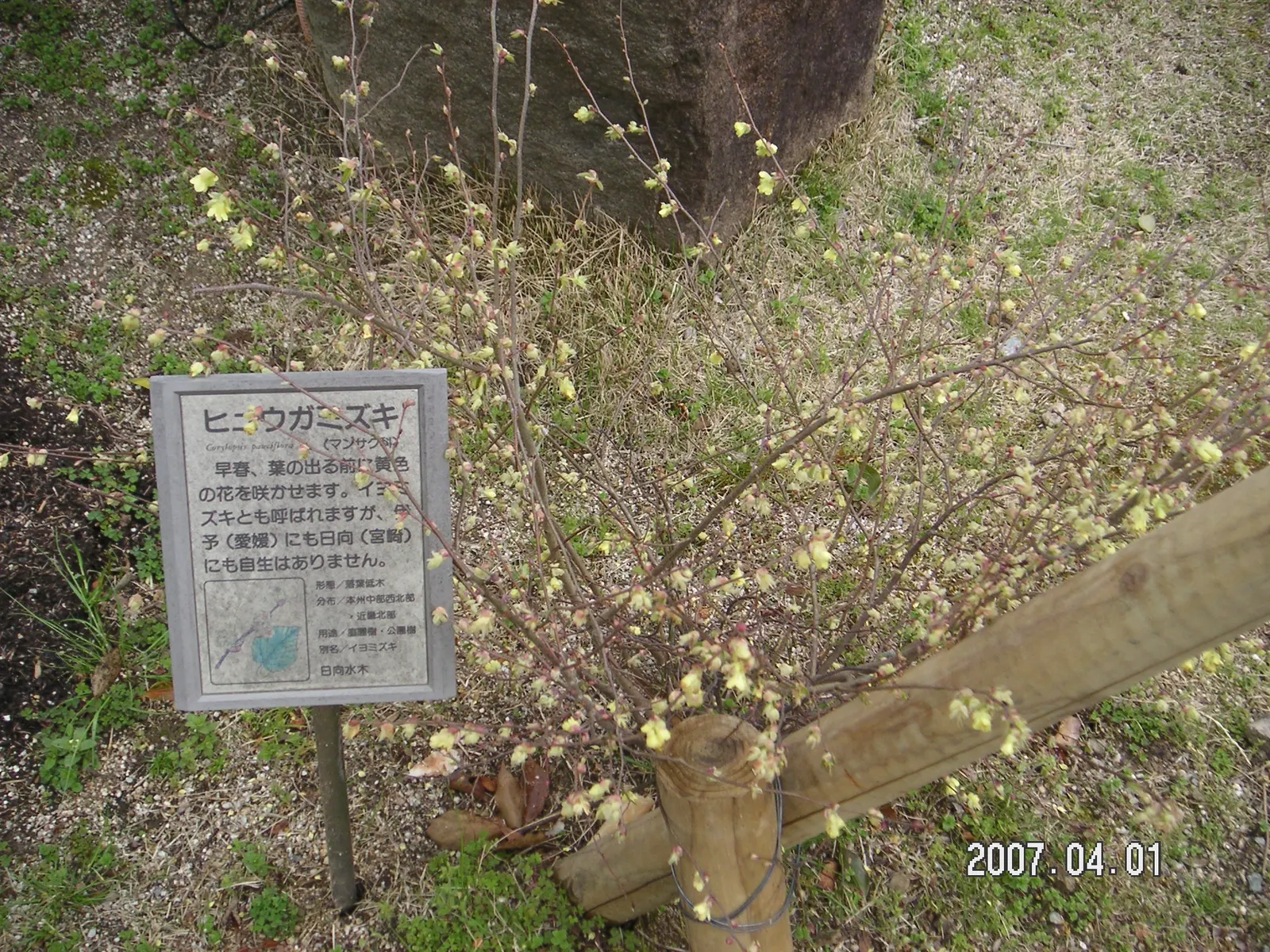 Buttercup Winterhazel (Corylopsis Pauciflora) — scientifically named Corylopsis pauciflora