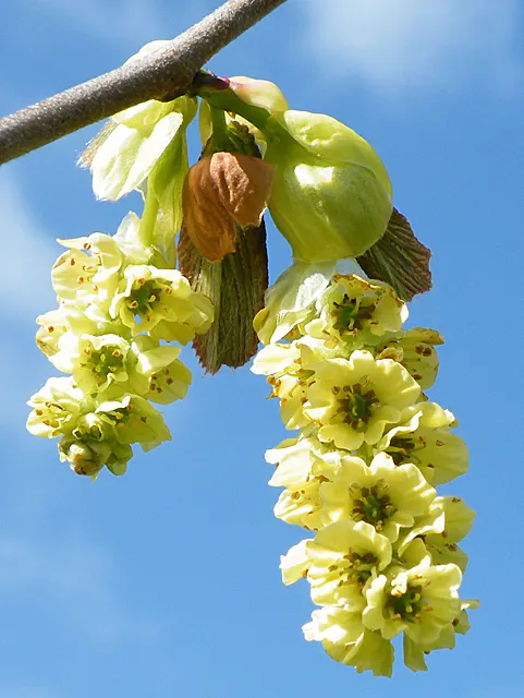 Buttercup Winterhazel (Corylopsis Pauciflora) — The Buttercup Winterhazel (Corylopsis pauciflora) is a deciduous shrub, prized for its early spring fragrance