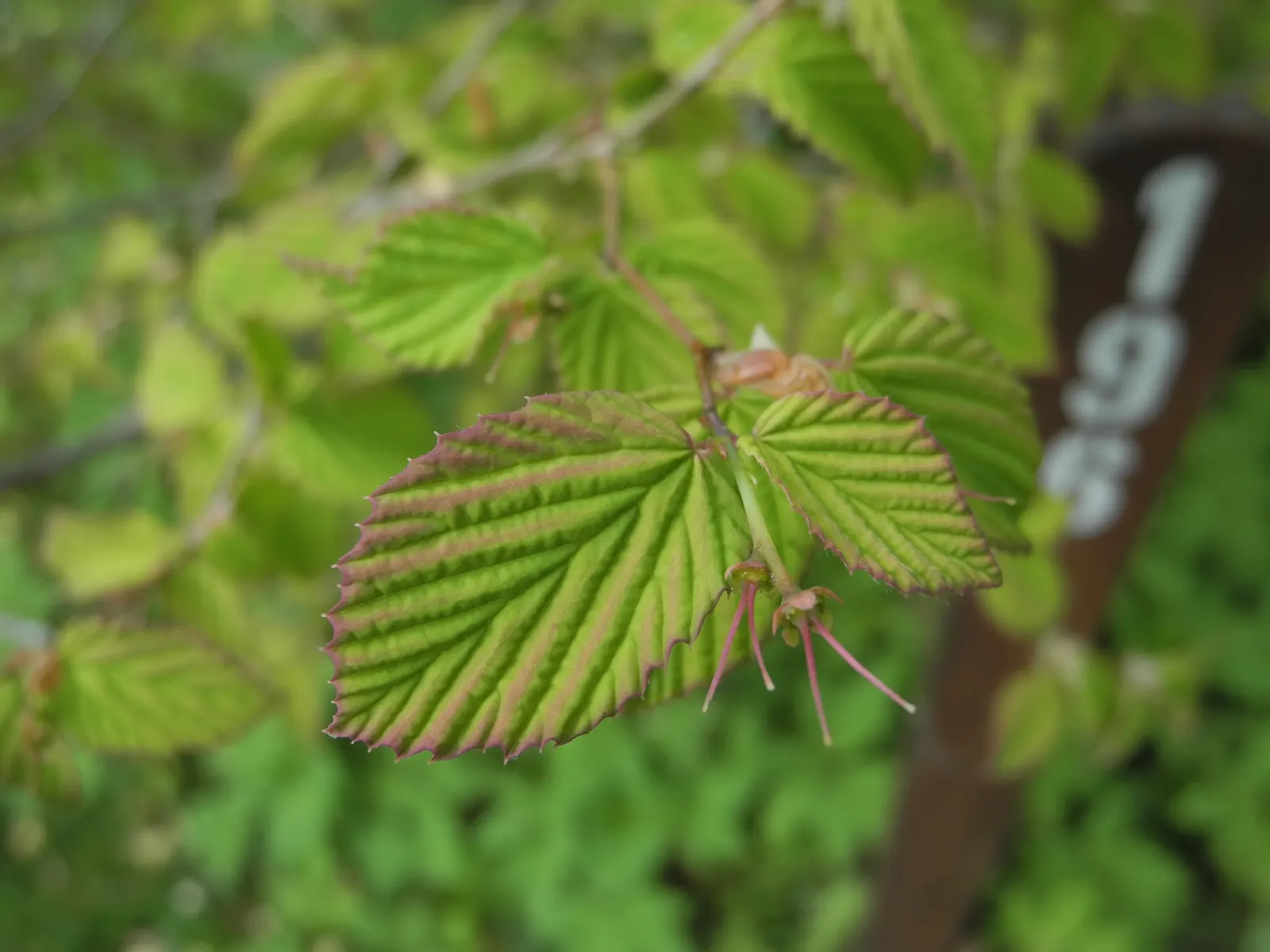 Buttercup Winterhazel (Corylopsis Pauciflora) — To maintain optimal health