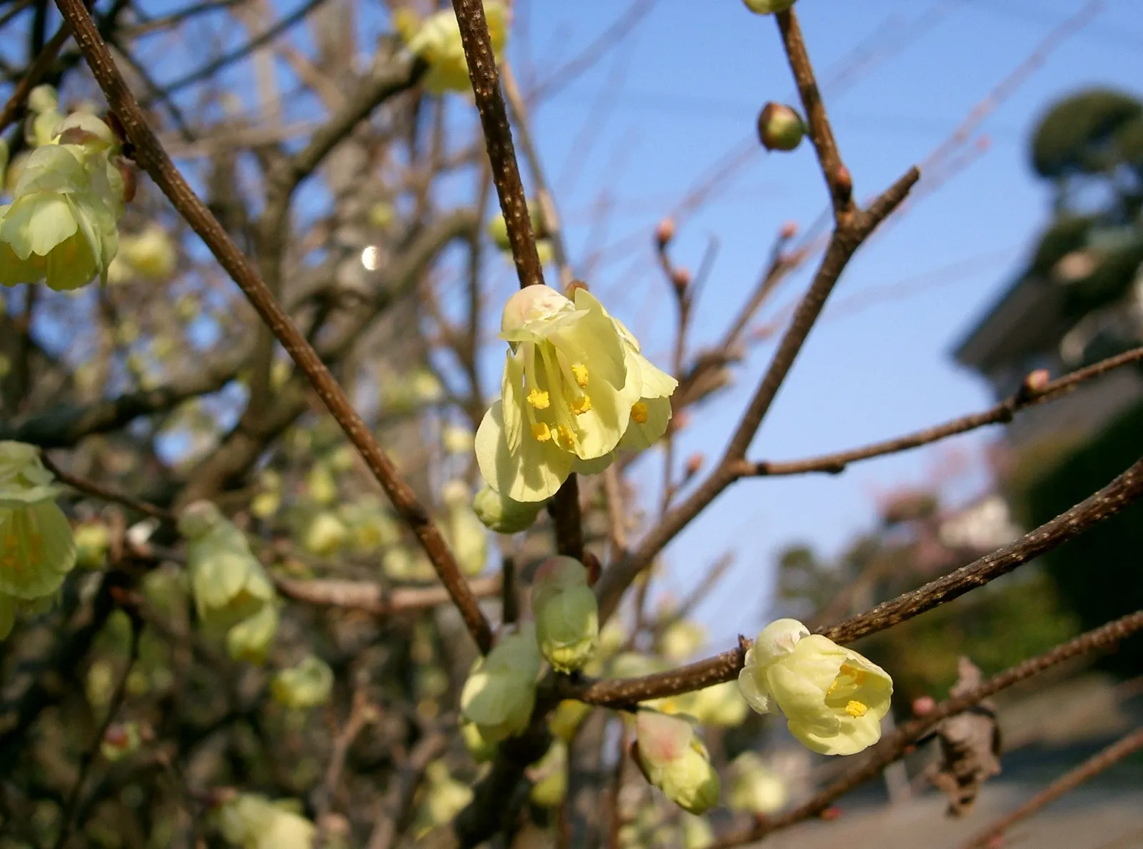 Buttercup Winterhazel (Corylopsis Pauciflora) — textural presence and a burst of yellow to the early-season landscape