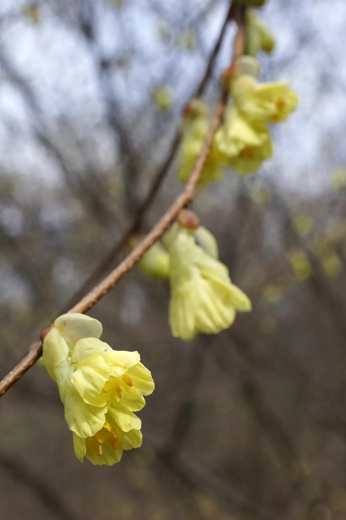 Buttercup Winterhazel (Corylopsis Pauciflora) — the Buttercup Winterhazel thrives in well-drained