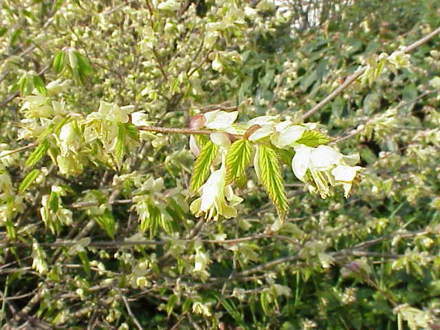 Buttercup Winterhazel (Corylopsis Pauciflora) — is a captivating addition to any temperate landscape