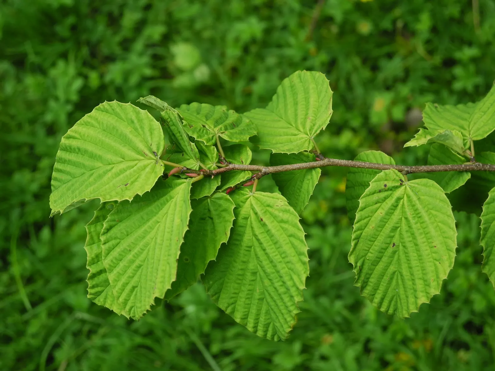 Buttercup Winterhazel (Corylopsis Pauciflora) — This easy-care plant prefers moist, well-drained soil