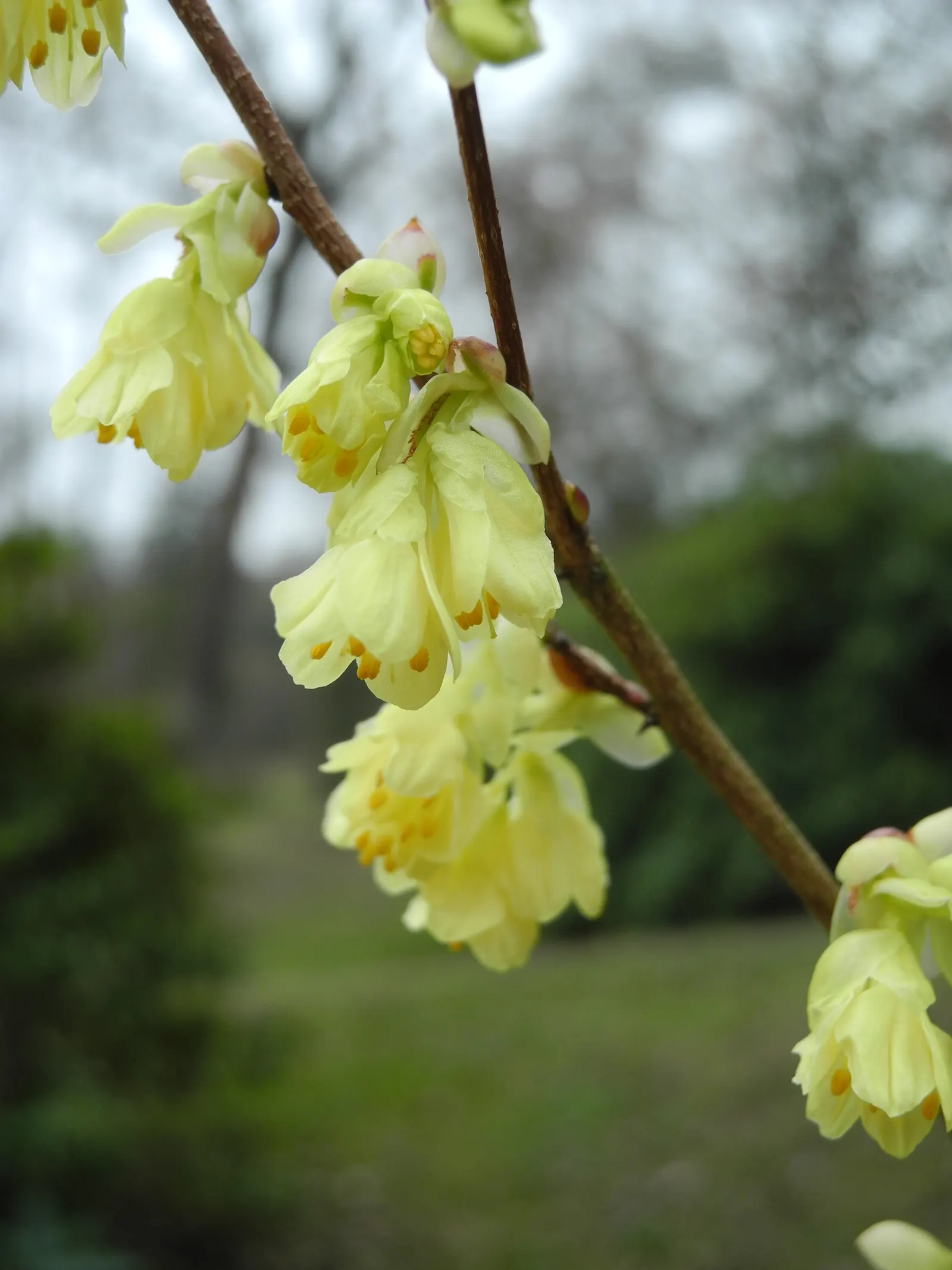 Buttercup Winterhazel (Corylopsis Pauciflora) — particularly in heavier clay soils