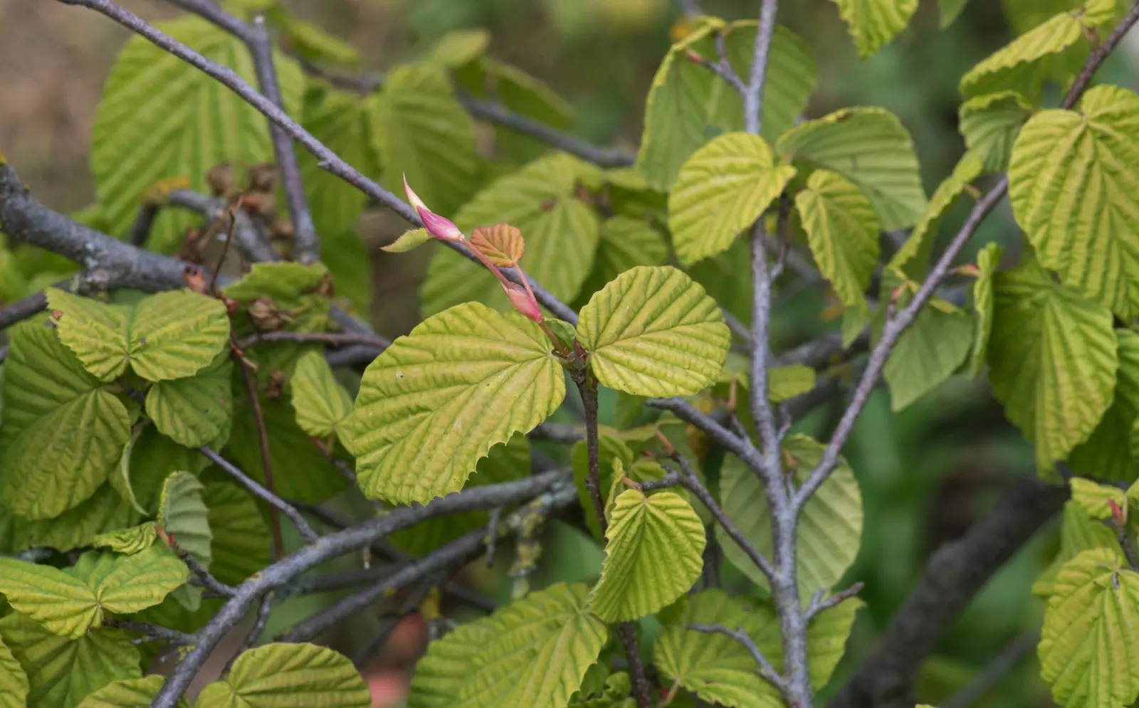 Buttercup Winterhazel (Corylopsis Pauciflora) — A layer of organic mulch can aid in conserving soil moisture