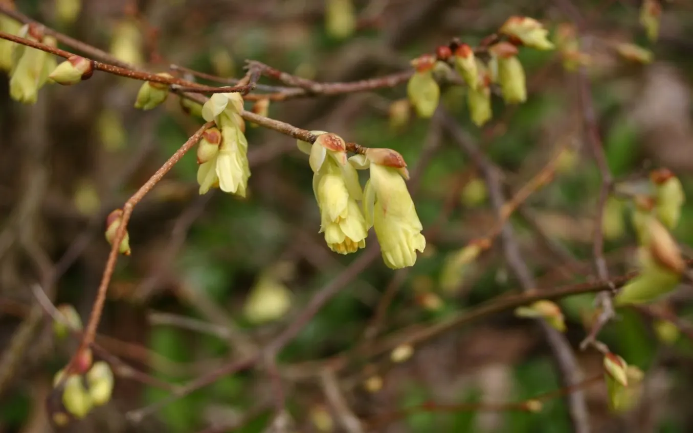 Buttercup Winterhazel (Corylopsis Pauciflora) — Pendulous clusters of butter-yellow flowers deck its bare branches before 3-inch ovate leaves emerge