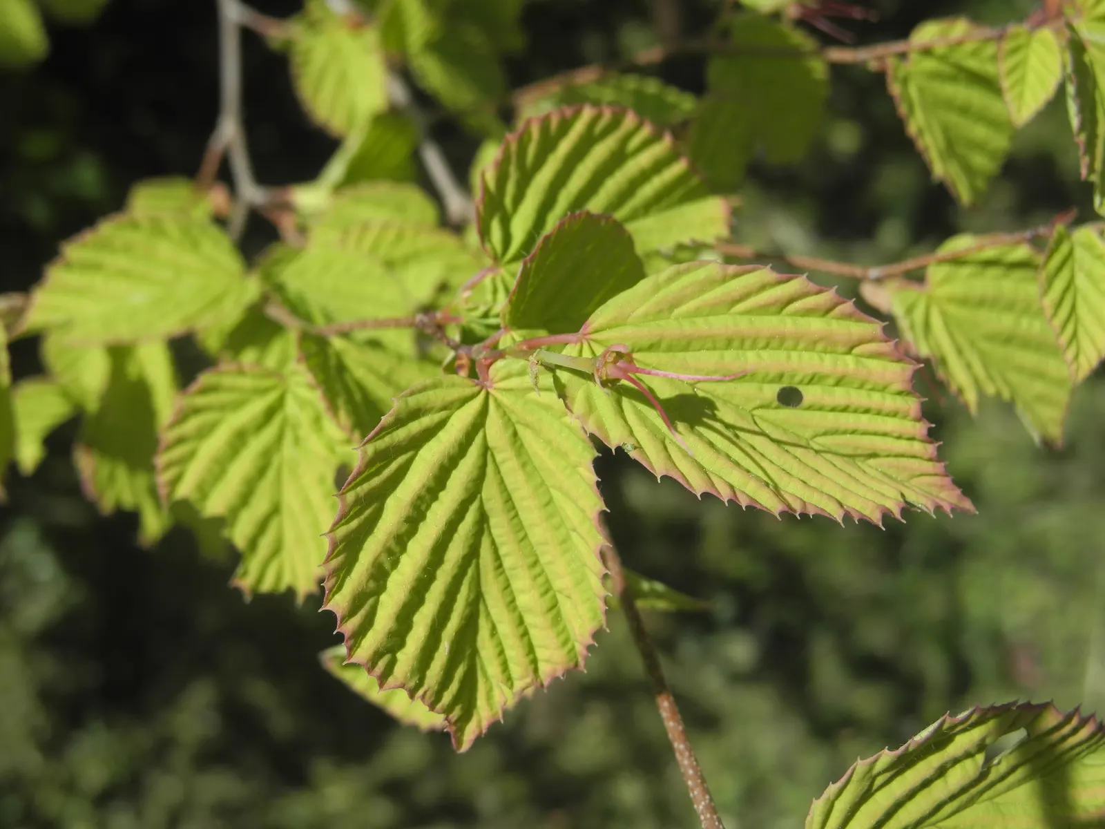 Buttercup Winterhazel (Corylopsis Pauciflora) — ideal for creating picturesque spring scenes