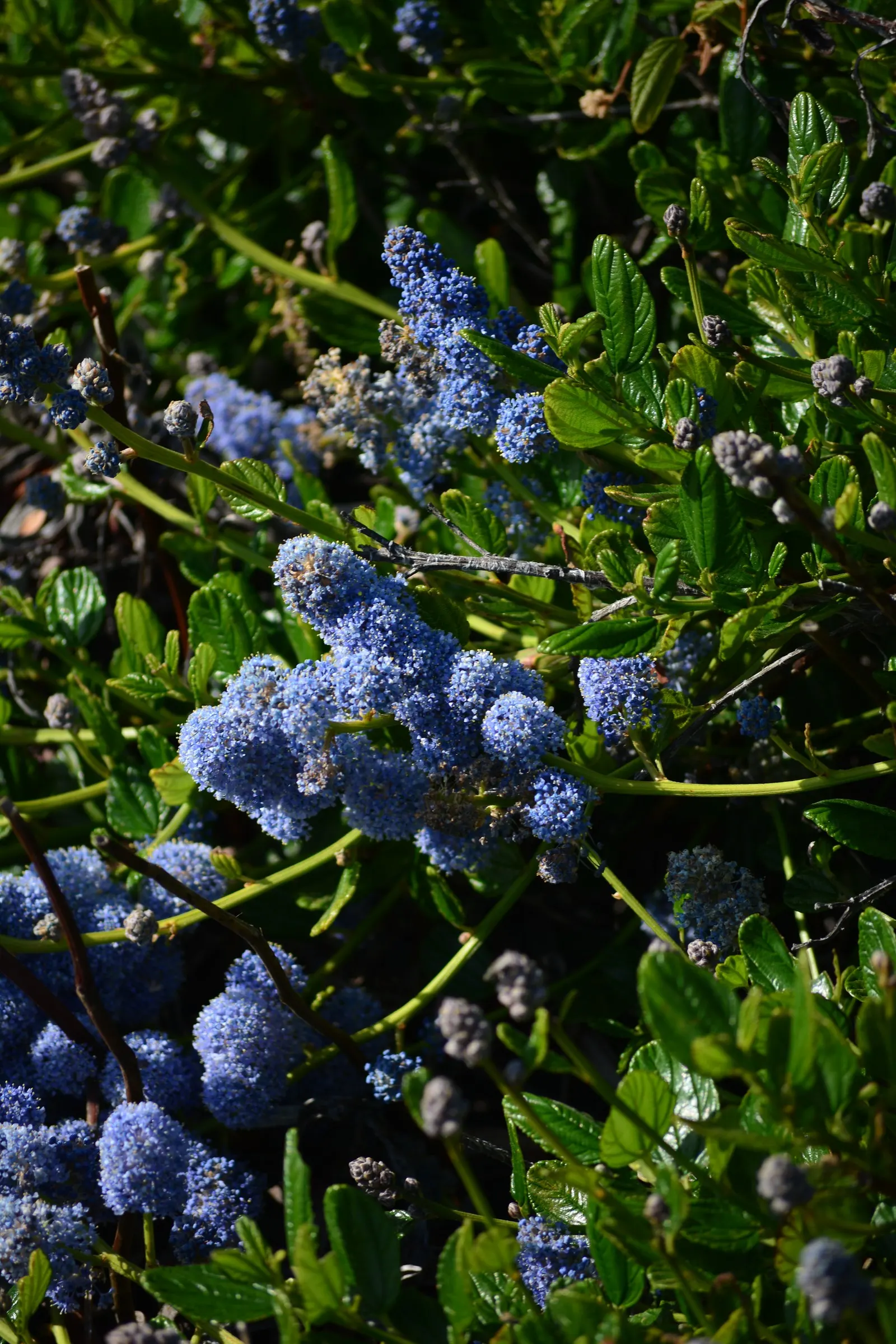 Blue Blossom (Ceanothus Thyrsiflorus) — shrub for full or half; although it is native to California
