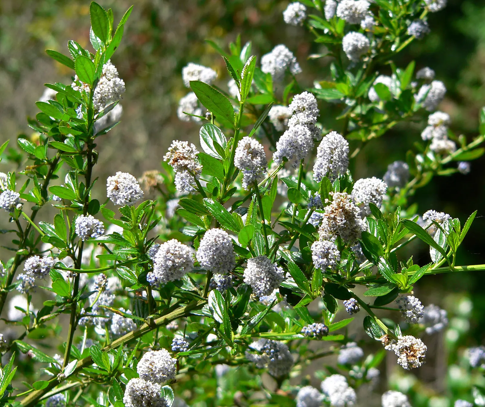Blue Blossom (Ceanothus Thyrsiflorus) — it prefers well-drained soil and a full sun exposure; although it can tolerate partial shade
