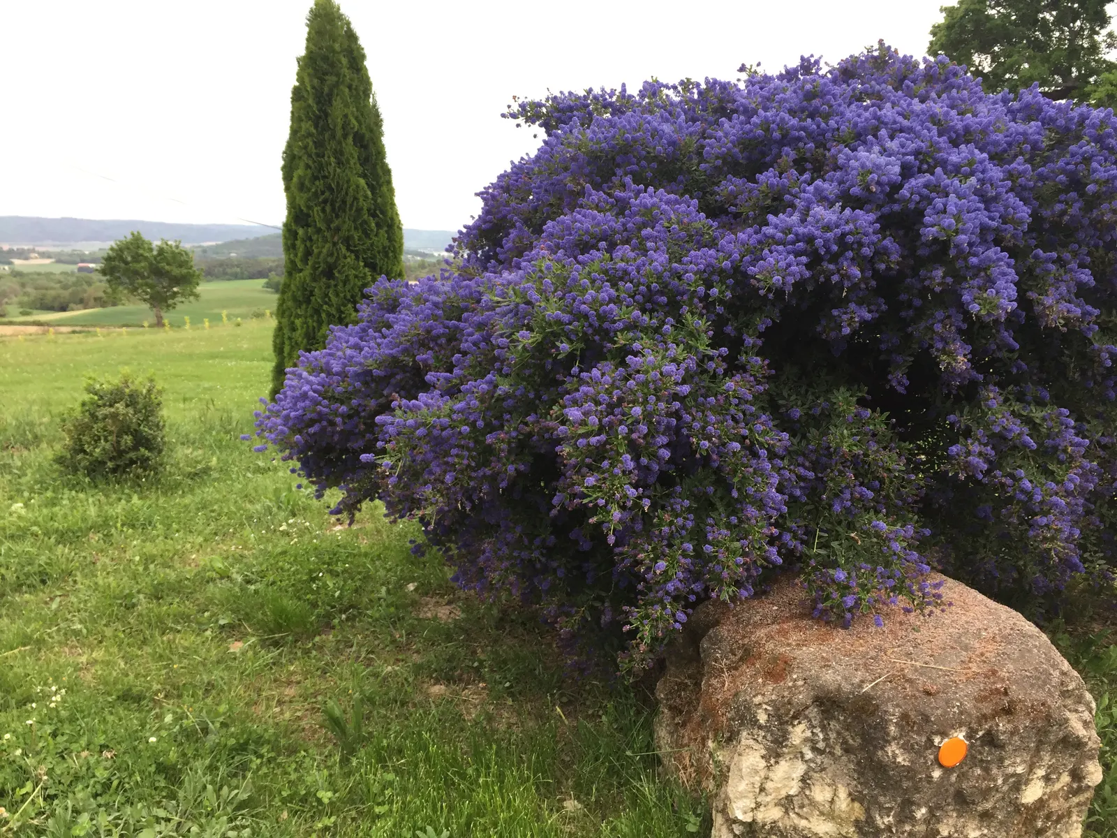 Blue Blossom (Ceanothus Thyrsiflorus) — offering nectar for pollinators; ranging from 1 to 2 inches in length, image 45