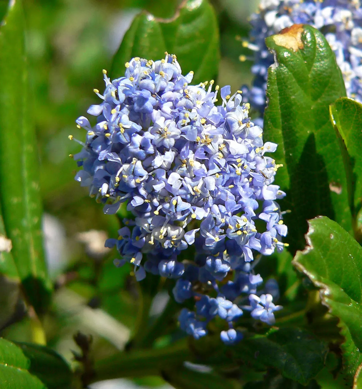 Blue Blossom (Ceanothus Thyrsiflorus) — Its dense foliage and quick growth make it ideal for hedges; offering nectar for pollinators