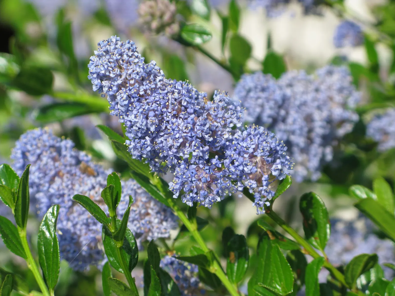 Blue Blossom (Ceanothus Thyrsiflorus) — Its dense foliage and quick growth make it ideal for hedges; offering nectar for pollinators, image 44
