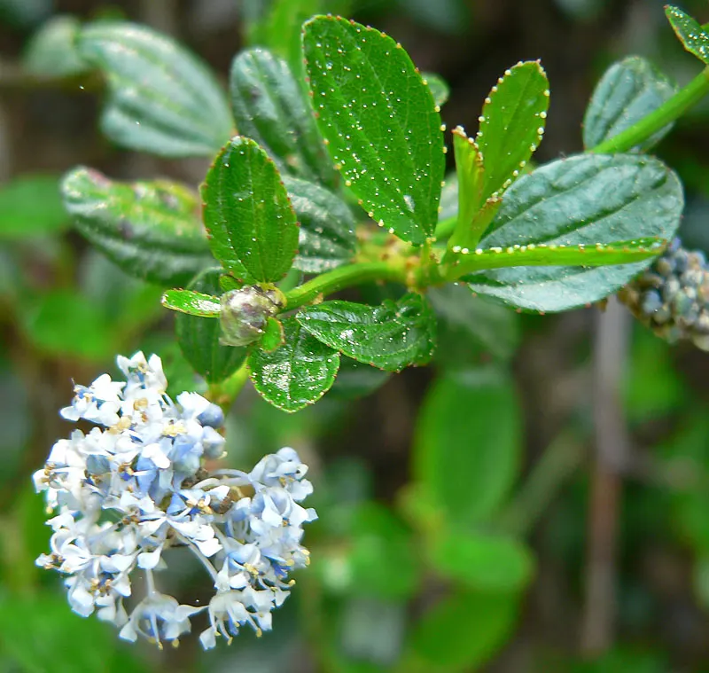 Blue Blossom (Ceanothus Thyrsiflorus) — Once established, Blue Blossom requires minimal watering, embodying the principles of water-wise landscaping