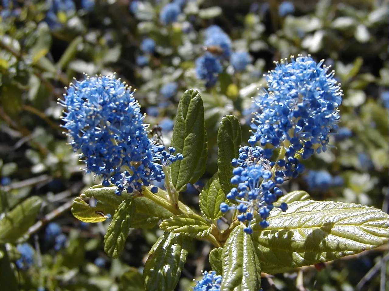 Blue Blossom (Ceanothus Thyrsiflorus) — shrub for full or half