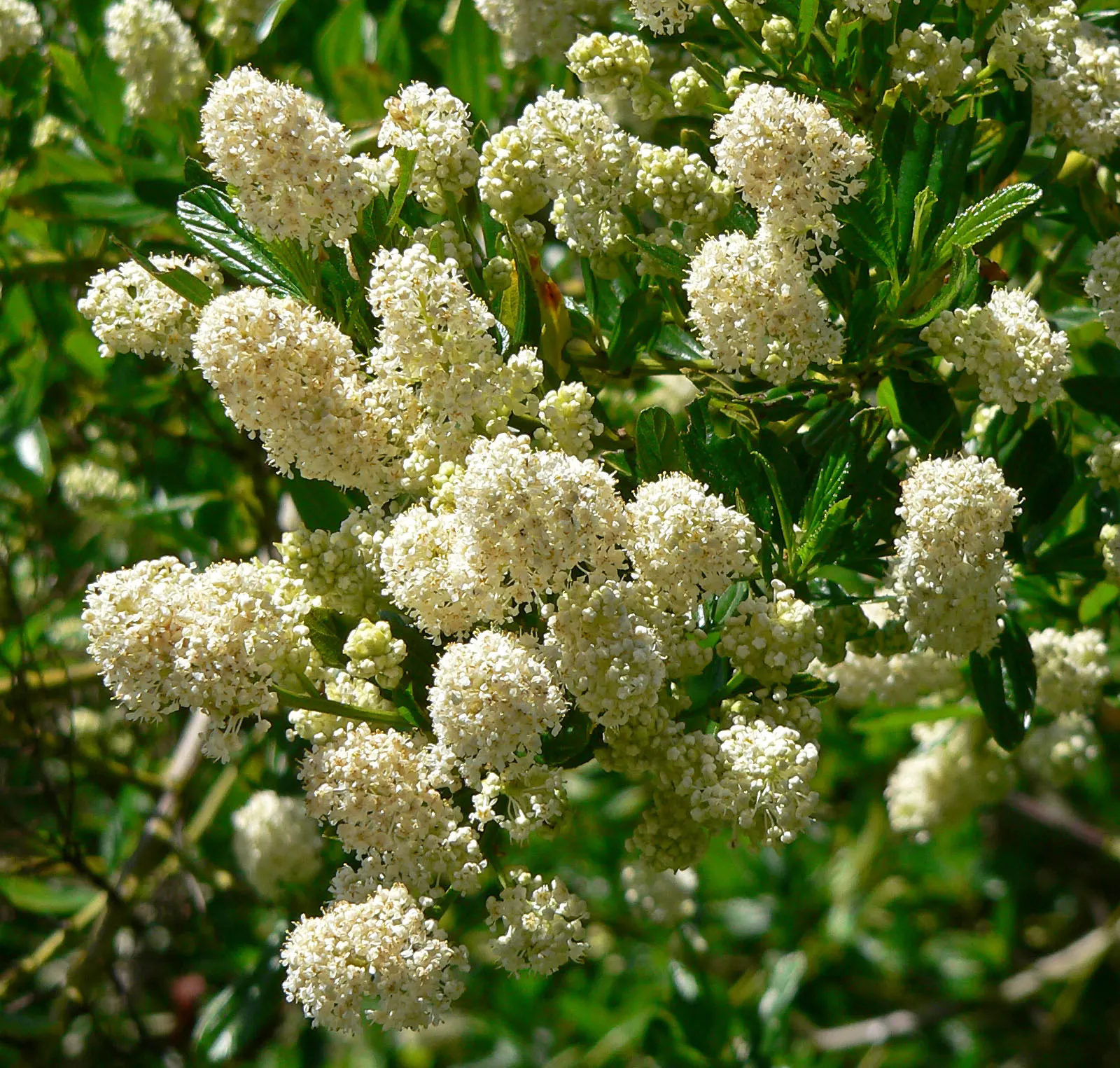 Blue Blossom (Ceanothus Thyrsiflorus) — This drought-tolerant plant prefers full sun and well-drained soil; blue flowers in the garden, image 43