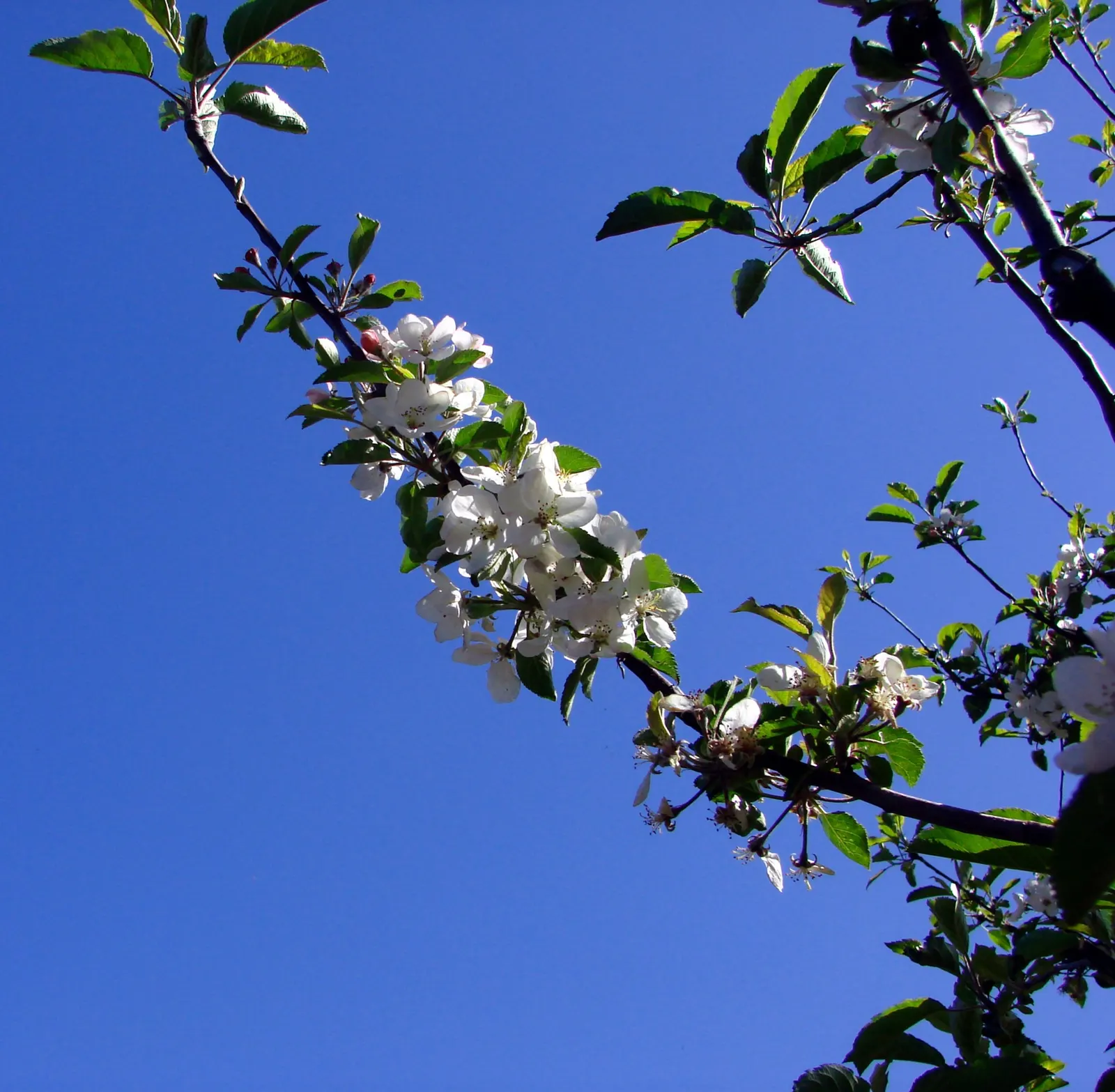 Blue Blossom (Ceanothus Thyrsiflorus) — ranging from 1 to 2 inches in length; ceanothus thyrsiflorus, or Blue Blossum, is an evergreen shrub with vibrant blue