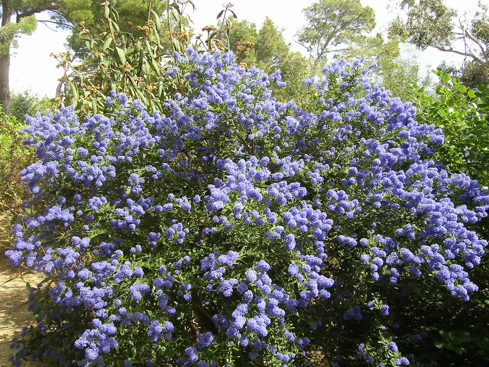 Blue Blossom (Ceanothus Thyrsiflorus) — Renowned for its drought tolerance; the shrub can achieve a stately presence of 6 to 12 feet in height with a spread of
