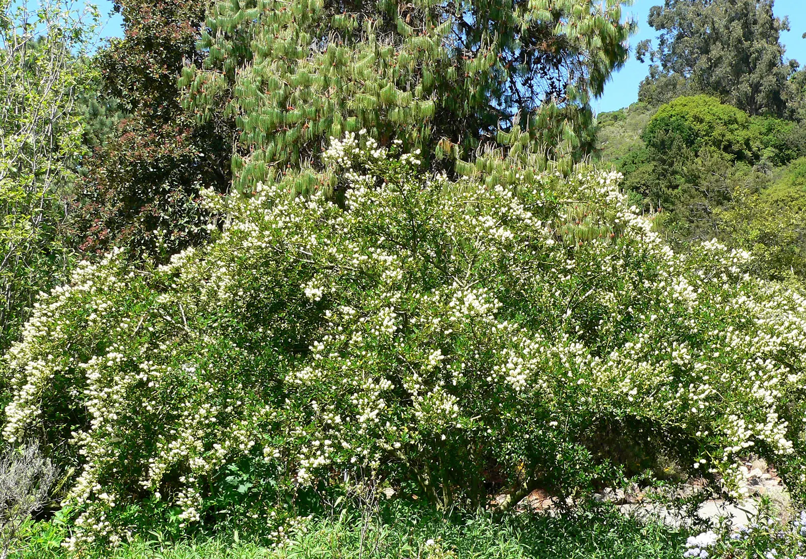 Blue Blossom (Ceanothus Thyrsiflorus) — commonly referred to as the Blue Blossom or California Lilac; shrub with blue blooms