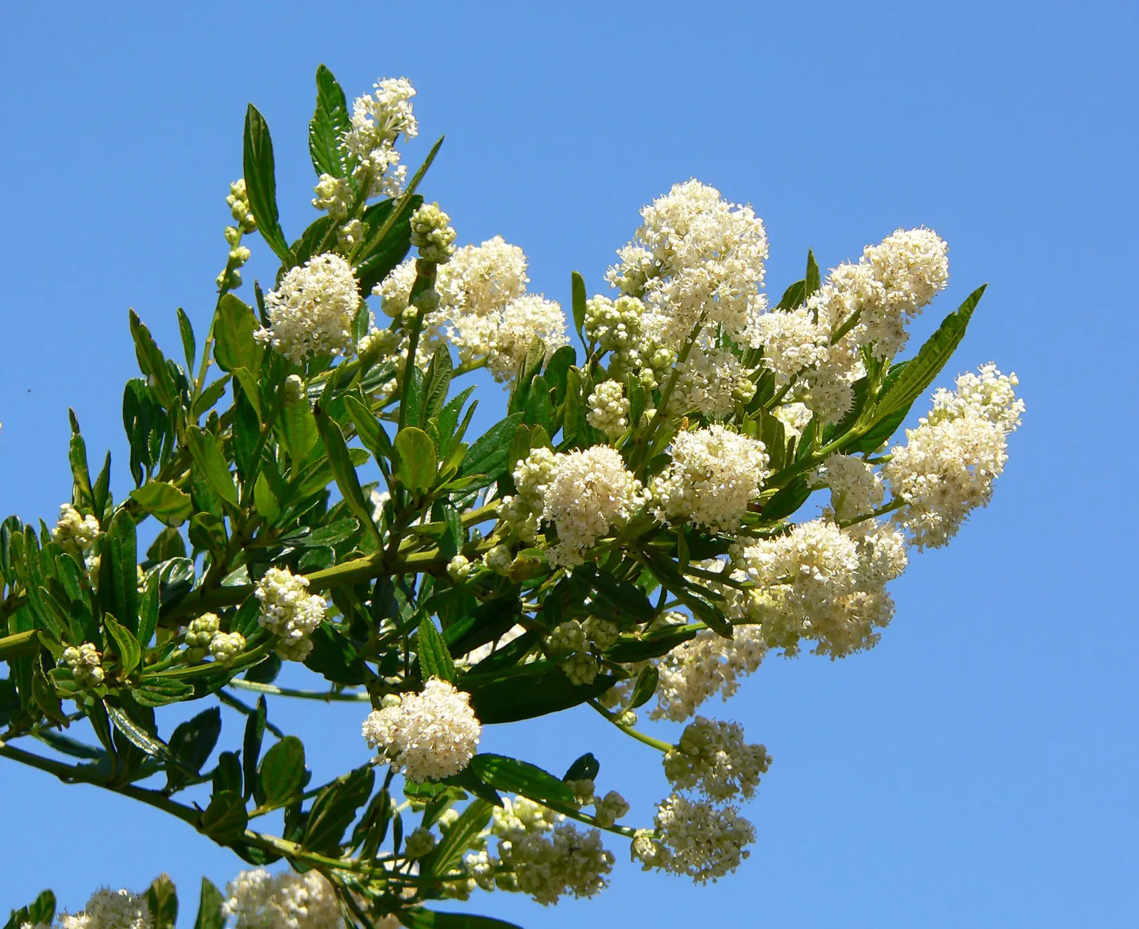 Blue Blossom (Ceanothus Thyrsiflorus) — blue flowers in the garden
