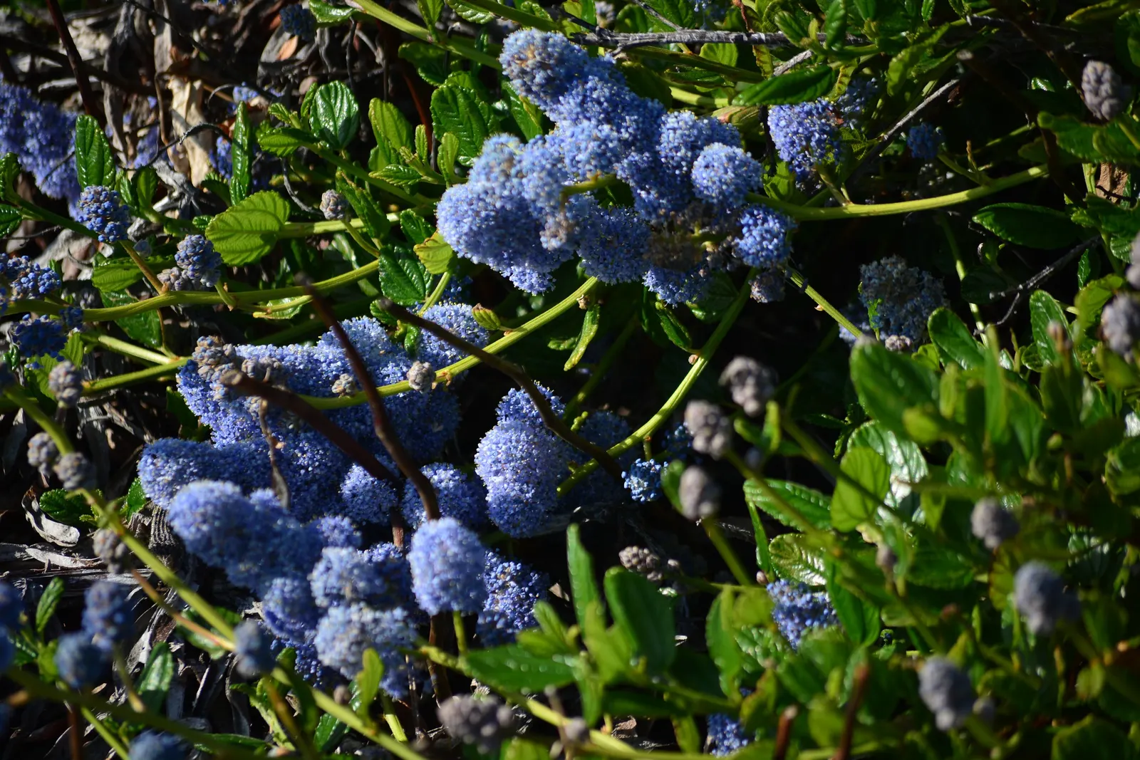 Blue Blossom (Ceanothus Thyrsiflorus) — blue flowers in the garden; this drought-tolerant plant prefers full sun and well-drained soil