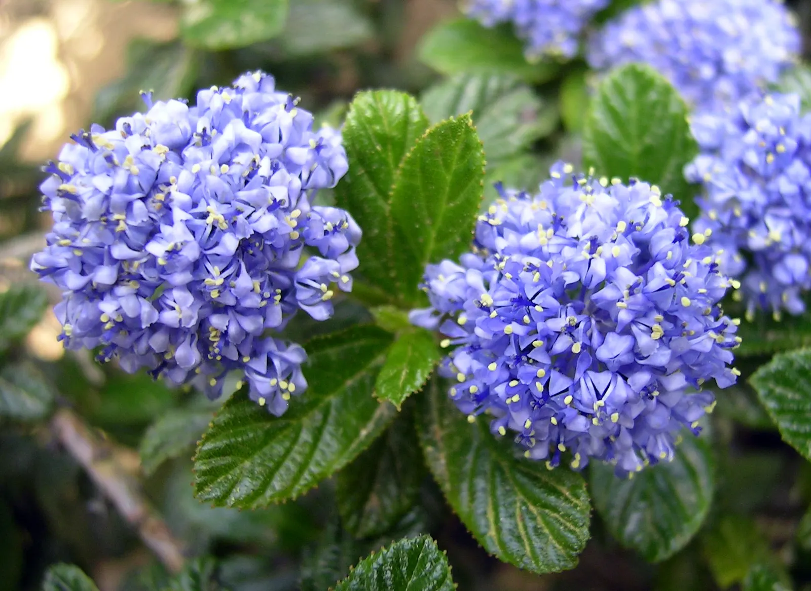 Blue Blossom (Ceanothus Thyrsiflorus) — Renowned for its drought tolerance