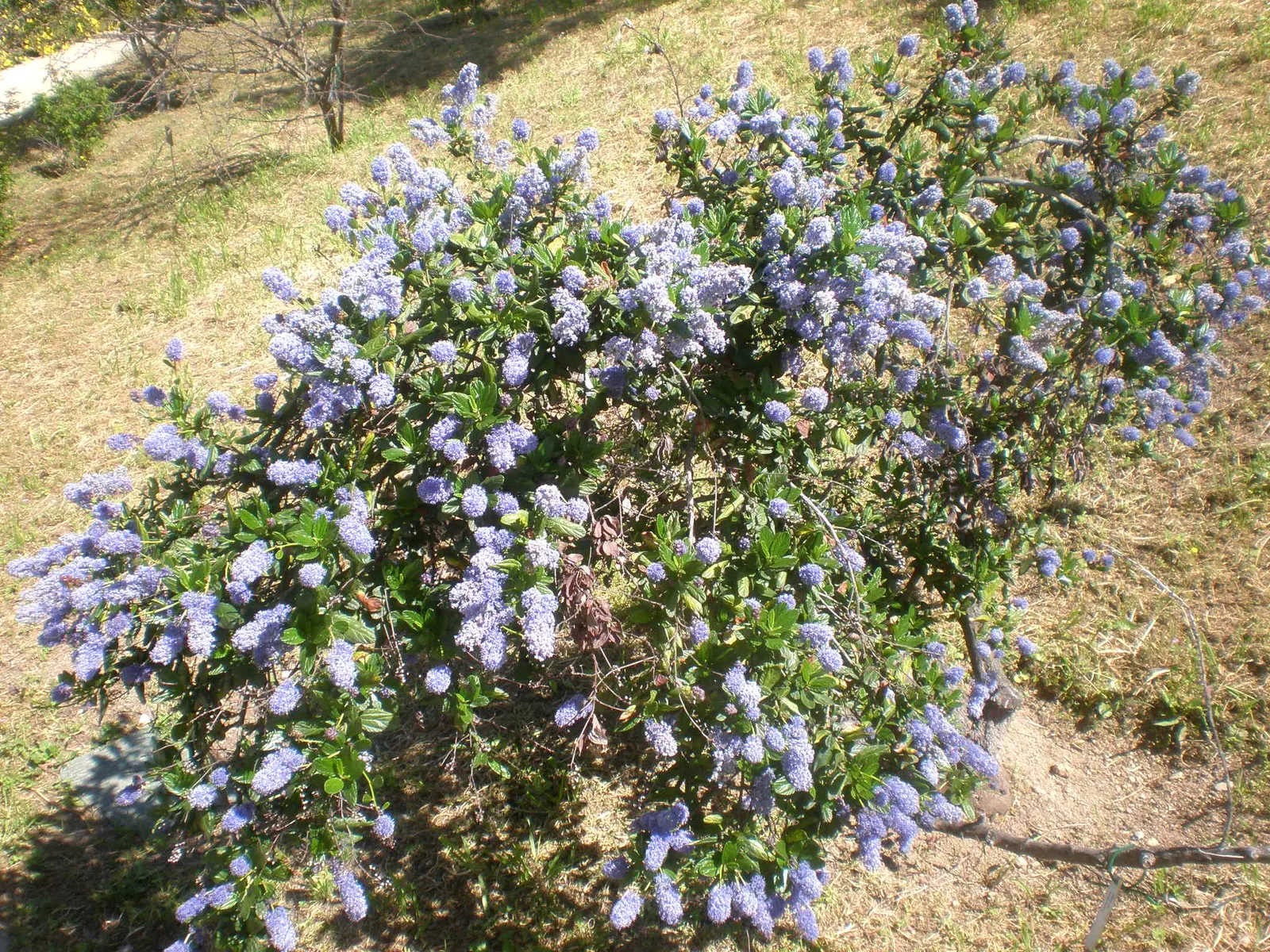 Blue Blossom (Ceanothus Thyrsiflorus) — is a captivating evergreen shrub known for its vigor and stunning display of blue flowers