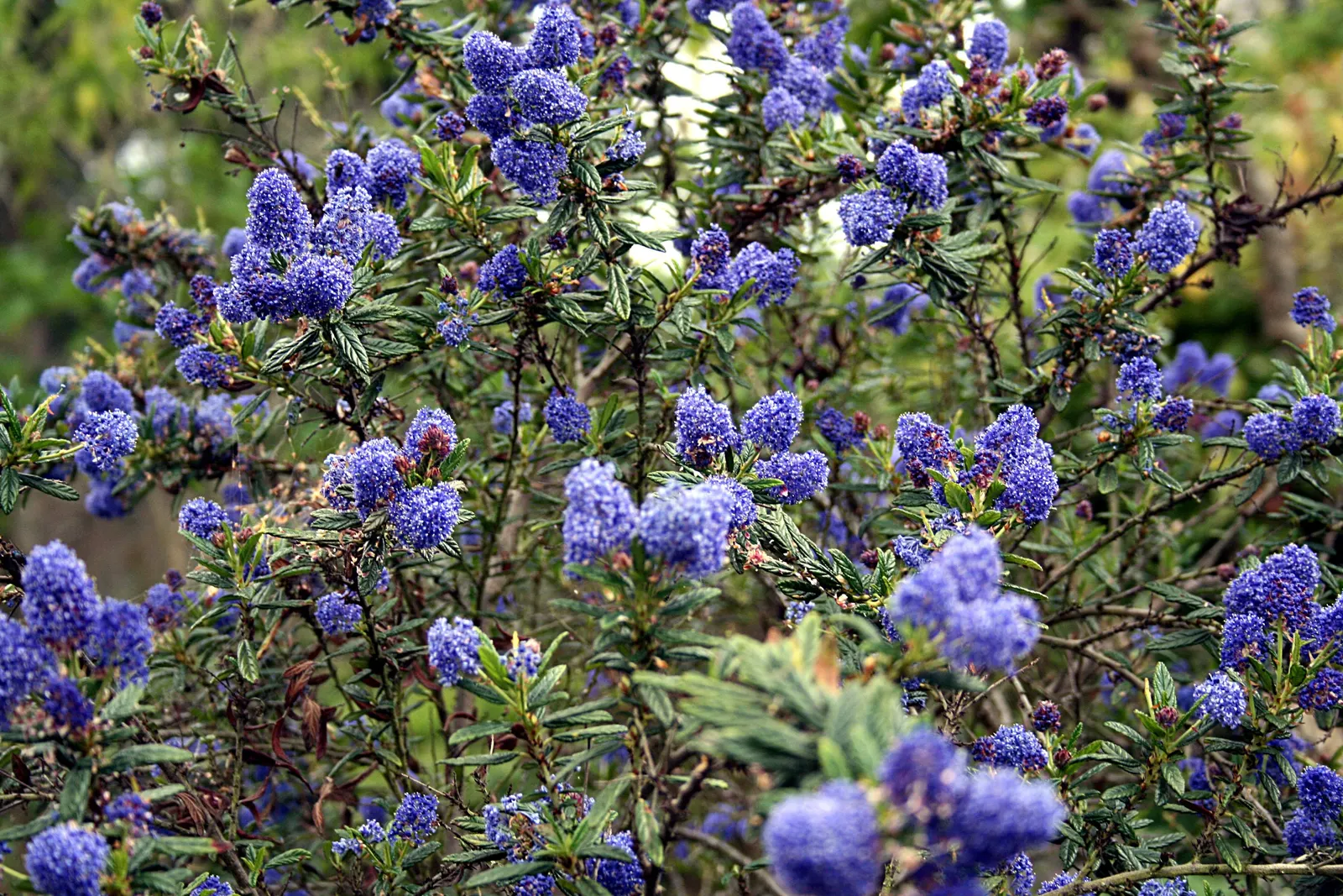 Blue Blossom (Ceanothus Thyrsiflorus) — Its dense foliage and quick growth make it ideal for hedges