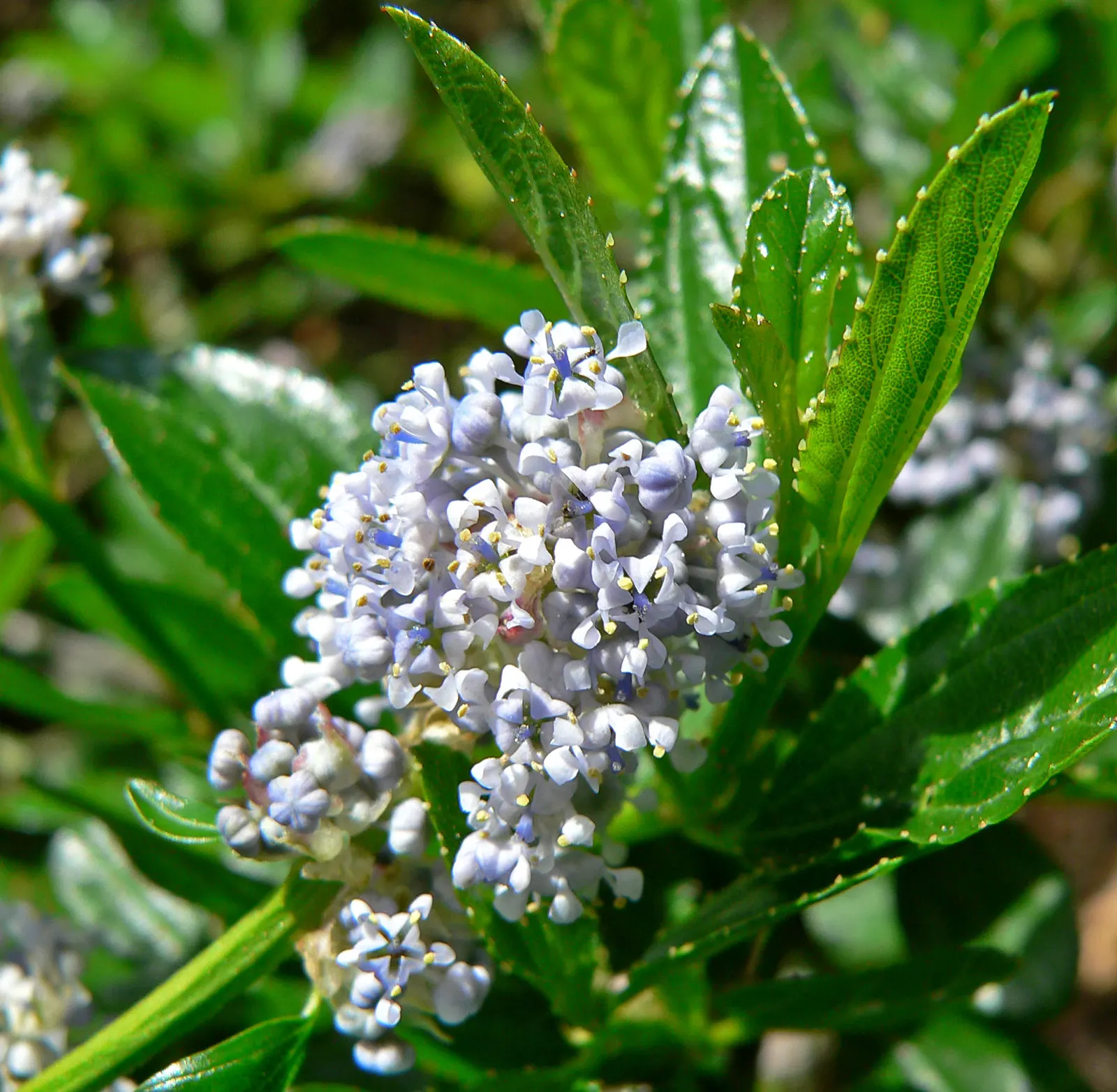 Blue Blossom (Ceanothus Thyrsiflorus) — Although it is native to California; once established, Blue Blossom requires minimal watering, embodying the principles