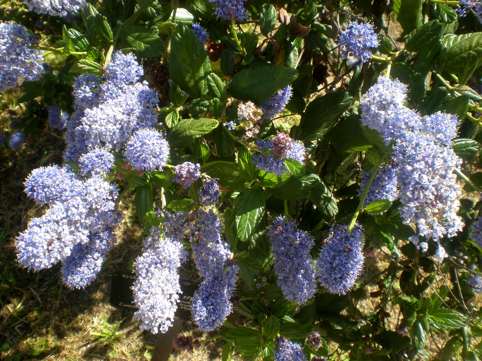 Blue Blossom (Ceanothus Thyrsiflorus) — the shrub can achieve a stately presence of 6 to 12 feet in height with a spread of 6 to 10 feet