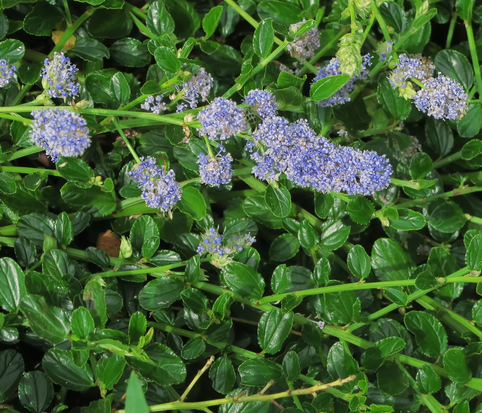 Blue Blossom (Ceanothus Thyrsiflorus) — it is an ideal choice for gardeners seeking a low-water landscape with a high visual impact; shrub for full or half