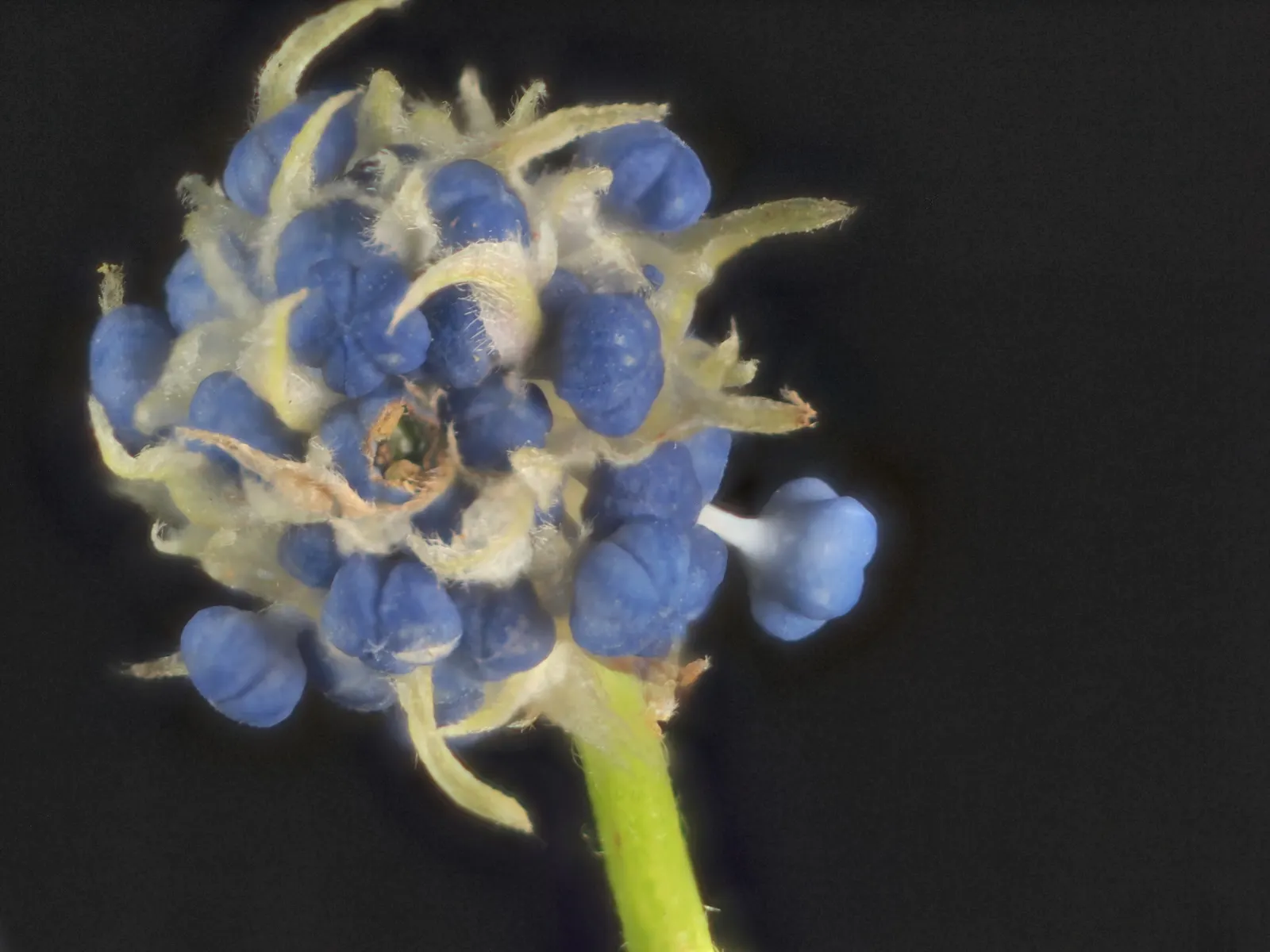 Blue Blossom (Ceanothus Thyrsiflorus) — offering nectar for pollinators; ranging from 1 to 2 inches in length