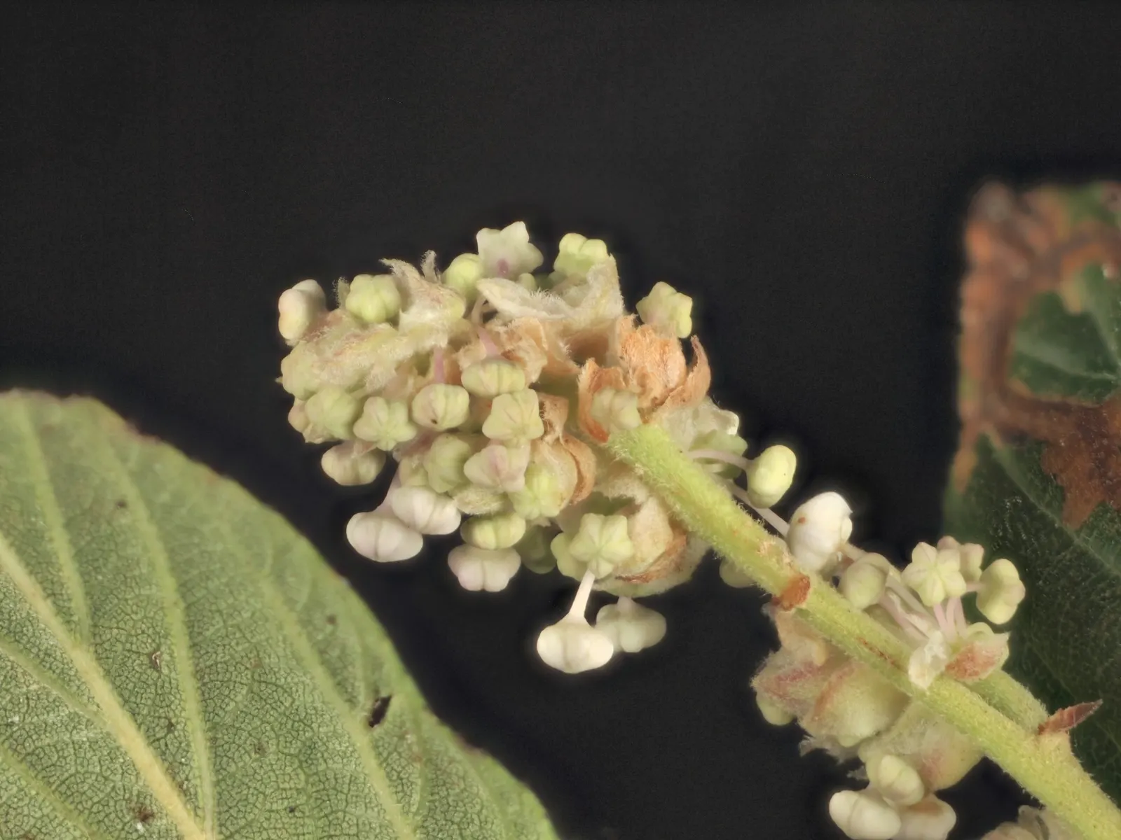 Blue Blossom (Ceanothus Thyrsiflorus) — Once established, Blue Blossom requires minimal watering, embodying the principles of water-wise, image 56