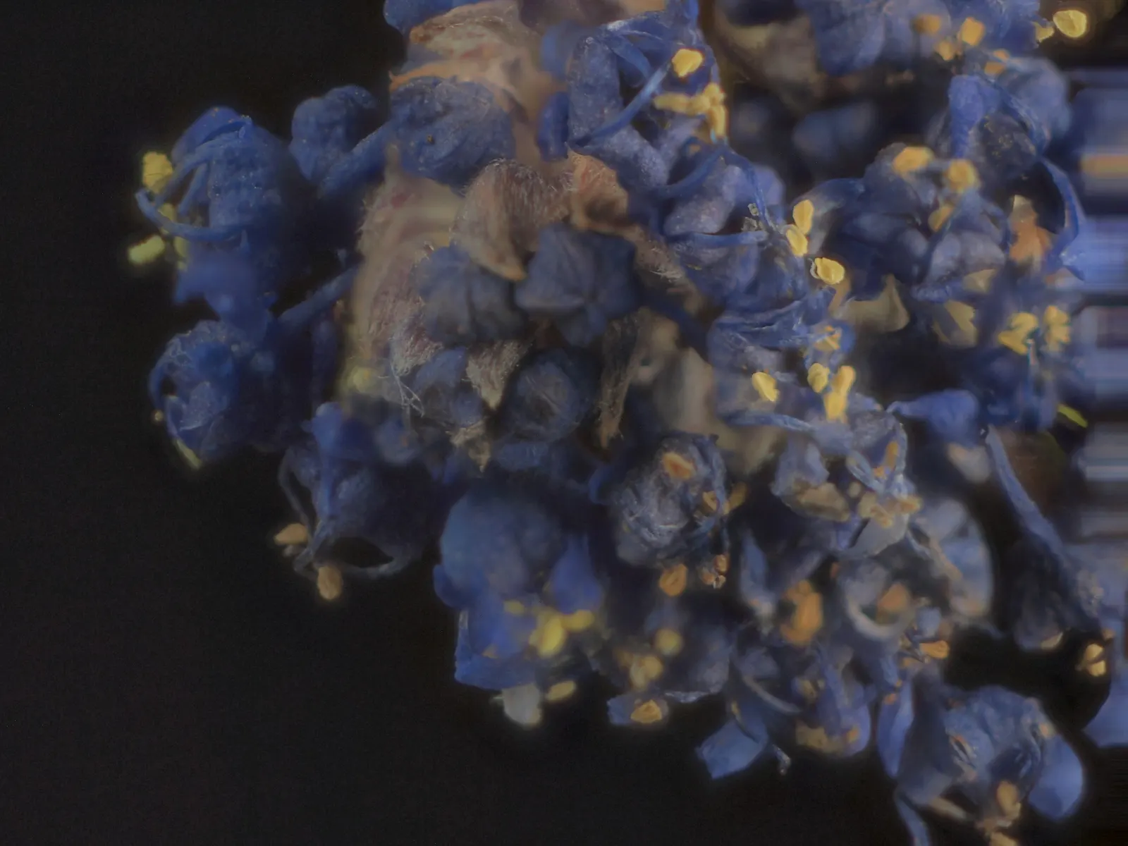 Blue Blossom (Ceanothus Thyrsiflorus) — Although it is native to California