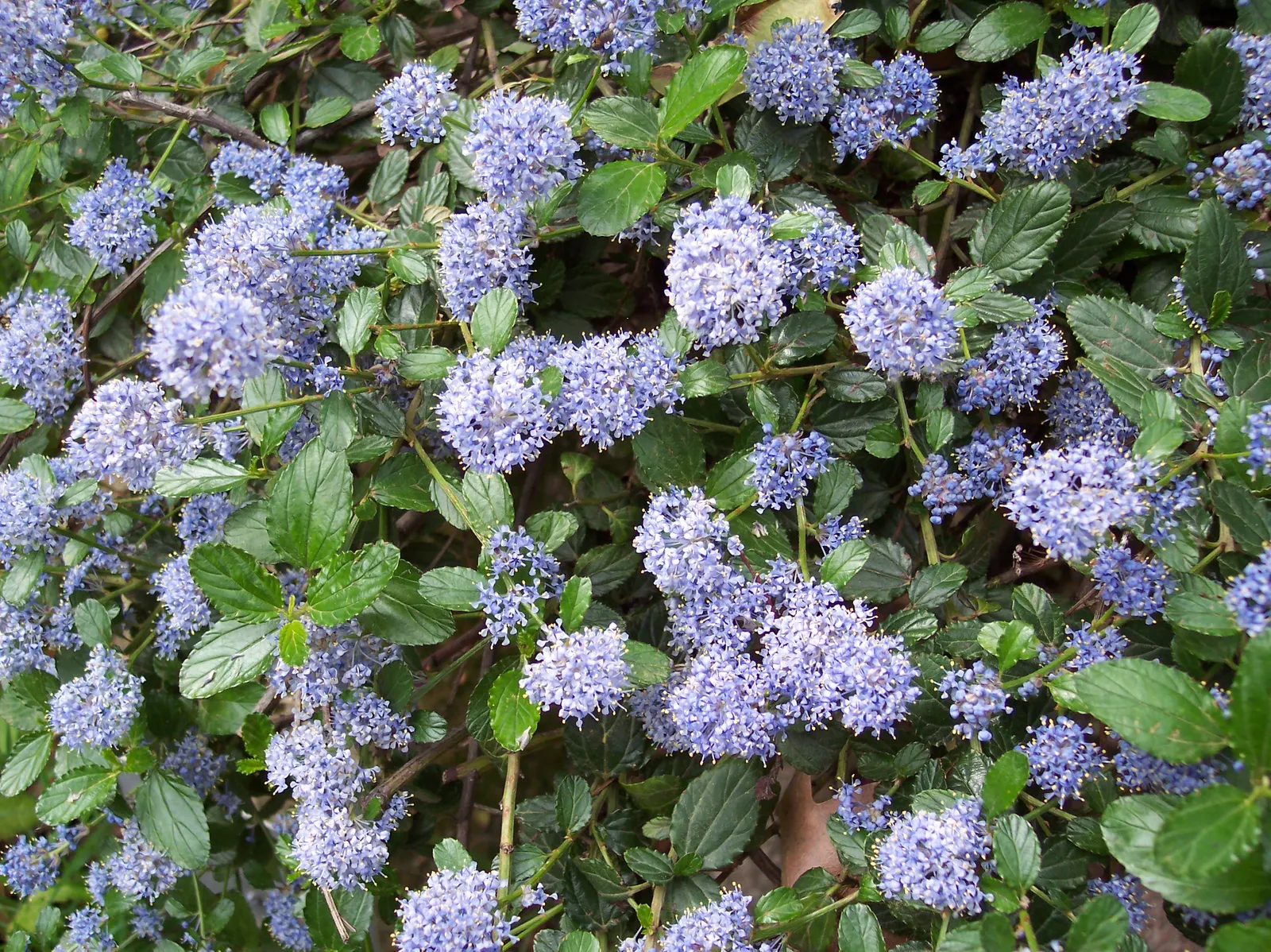 Blue Blossom (Ceanothus Thyrsiflorus) — commonly referred to as the Blue Blossom or California Lilac; shrub with blue blooms, image 46