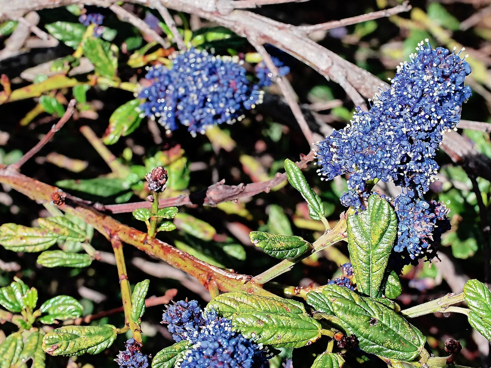 Blue Blossom (Ceanothus Thyrsiflorus) — ranging from 1 to 2 inches in length