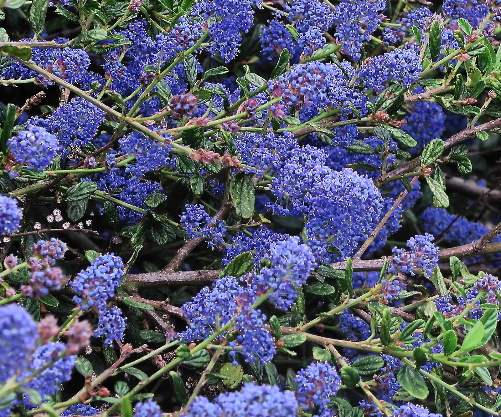 Blue Blossom (Ceanothus Thyrsiflorus) — the shrub can achieve a stately presence of 6 to 12 feet in height with a spread of 6 to 10 feet; renowned for its
