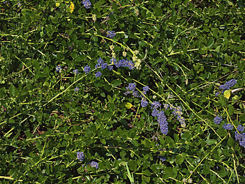 Blue Blossom (Ceanothus Thyrsiflorus) — ranging from 1 to 2 inches in length; ceanothus thyrsiflorus, or Blue Blossum, is an evergreen shrub with, image 52