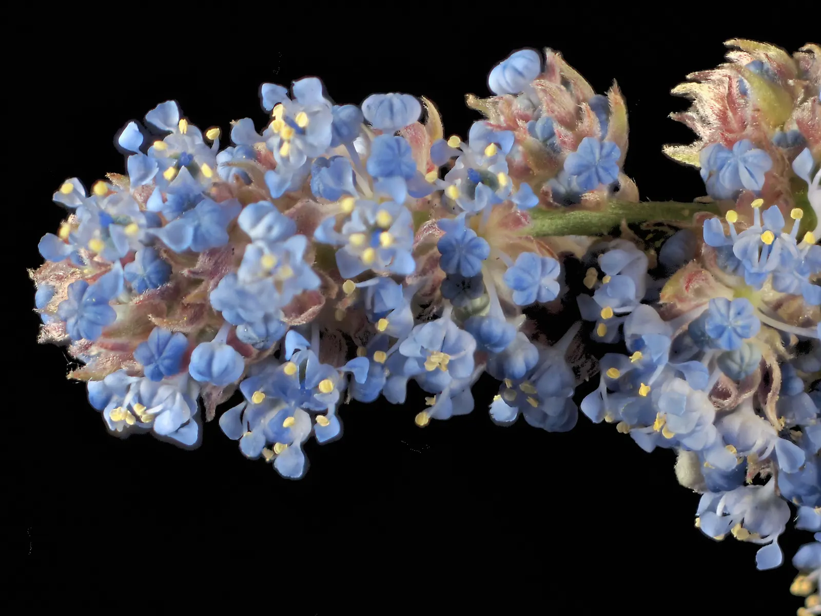 Blue Blossom (Ceanothus Thyrsiflorus) — Renowned for its drought tolerance; the shrub can achieve a stately presence of 6 to 12 feet in height with, image 48