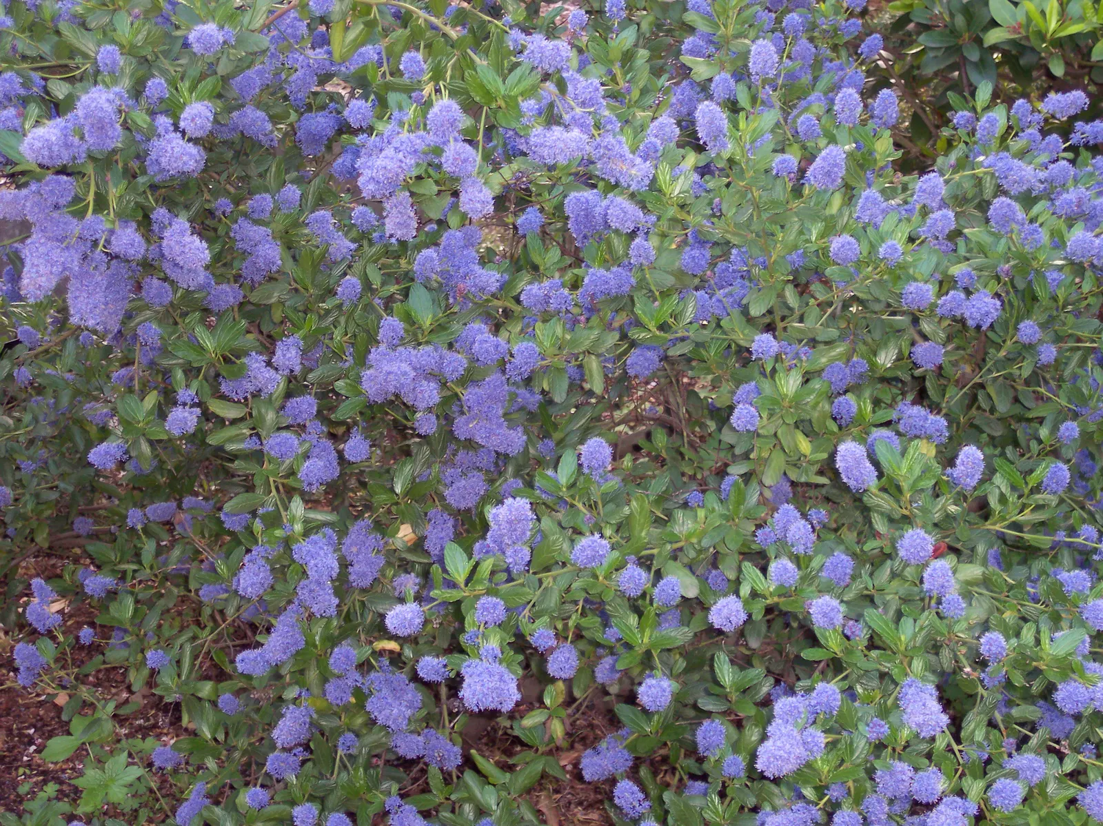 Blue Blossom (Ceanothus Thyrsiflorus) — Ceanothus thyrsiflorus, or Blue Blossum, is an evergreen shrub with vibrant blue flowers that bloom in, image 41