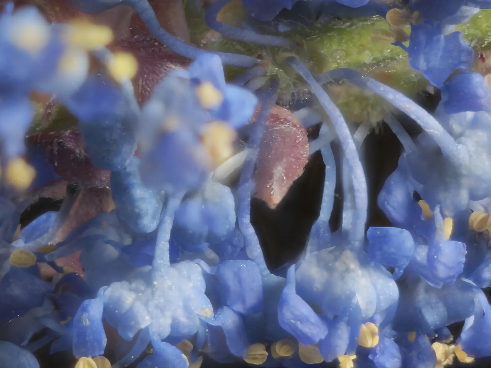 Blue Blossom (Ceanothus Thyrsiflorus) — Blue Blossom erupts into a profusion of vibrant cerulean blooms which are arranged in dense; it prefers, image 51