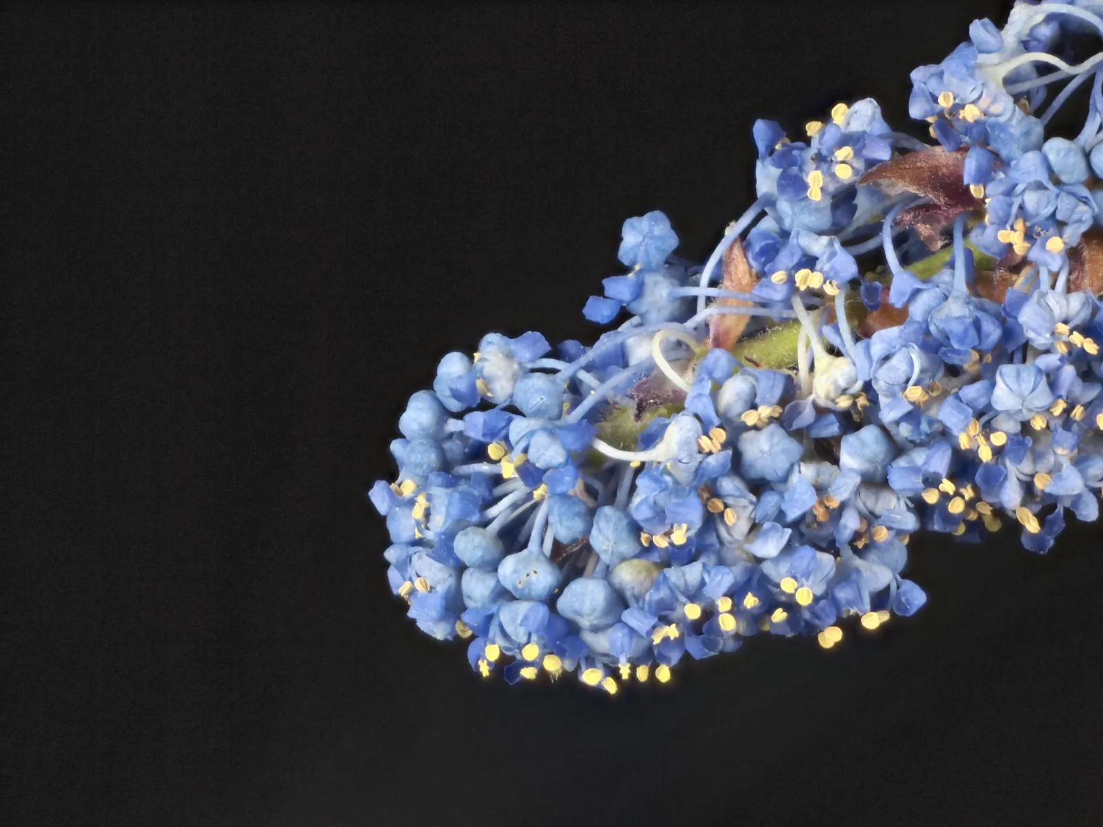 Blue Blossom (Ceanothus Thyrsiflorus) — is a captivating evergreen shrub known for its vigor and stunning display of blue flowers; commonly, image 47