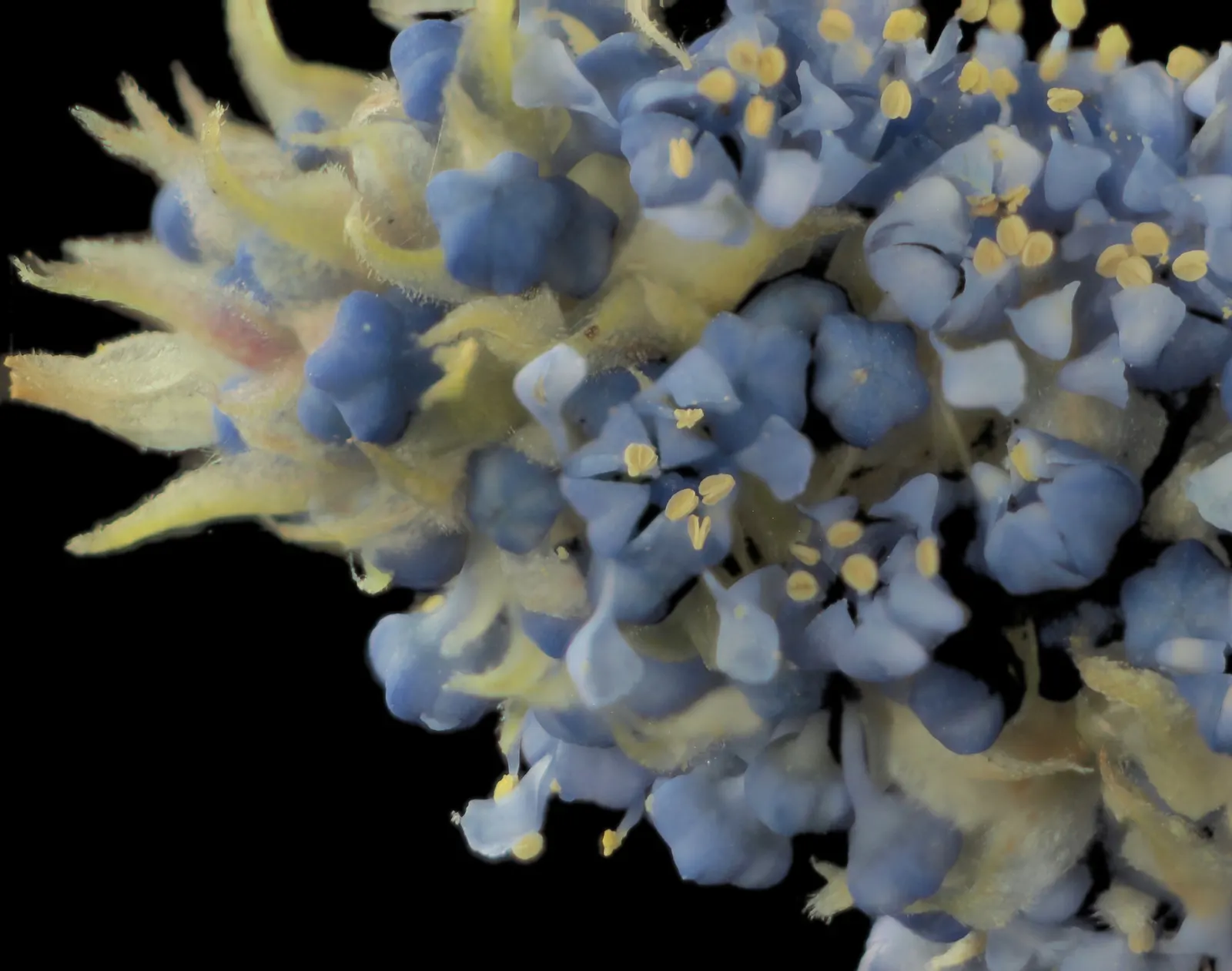 Blue Blossom (Ceanothus Thyrsiflorus) — shrub with blue blooms