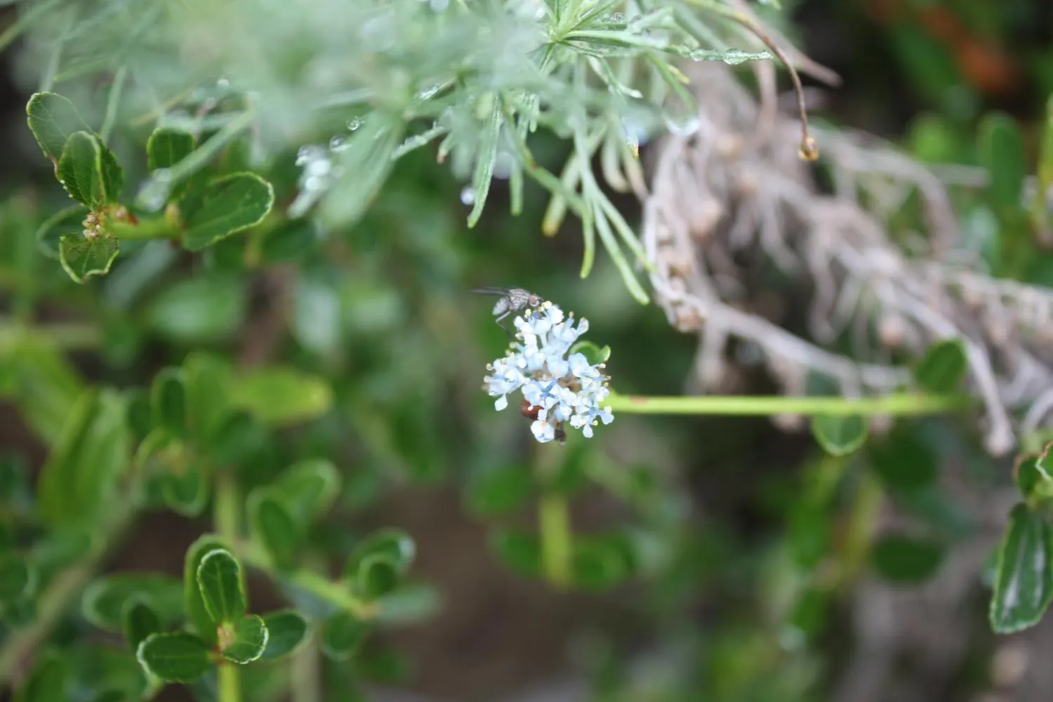 Blue Blossom (Ceanothus Thyrsiflorus) — offering nectar for pollinators